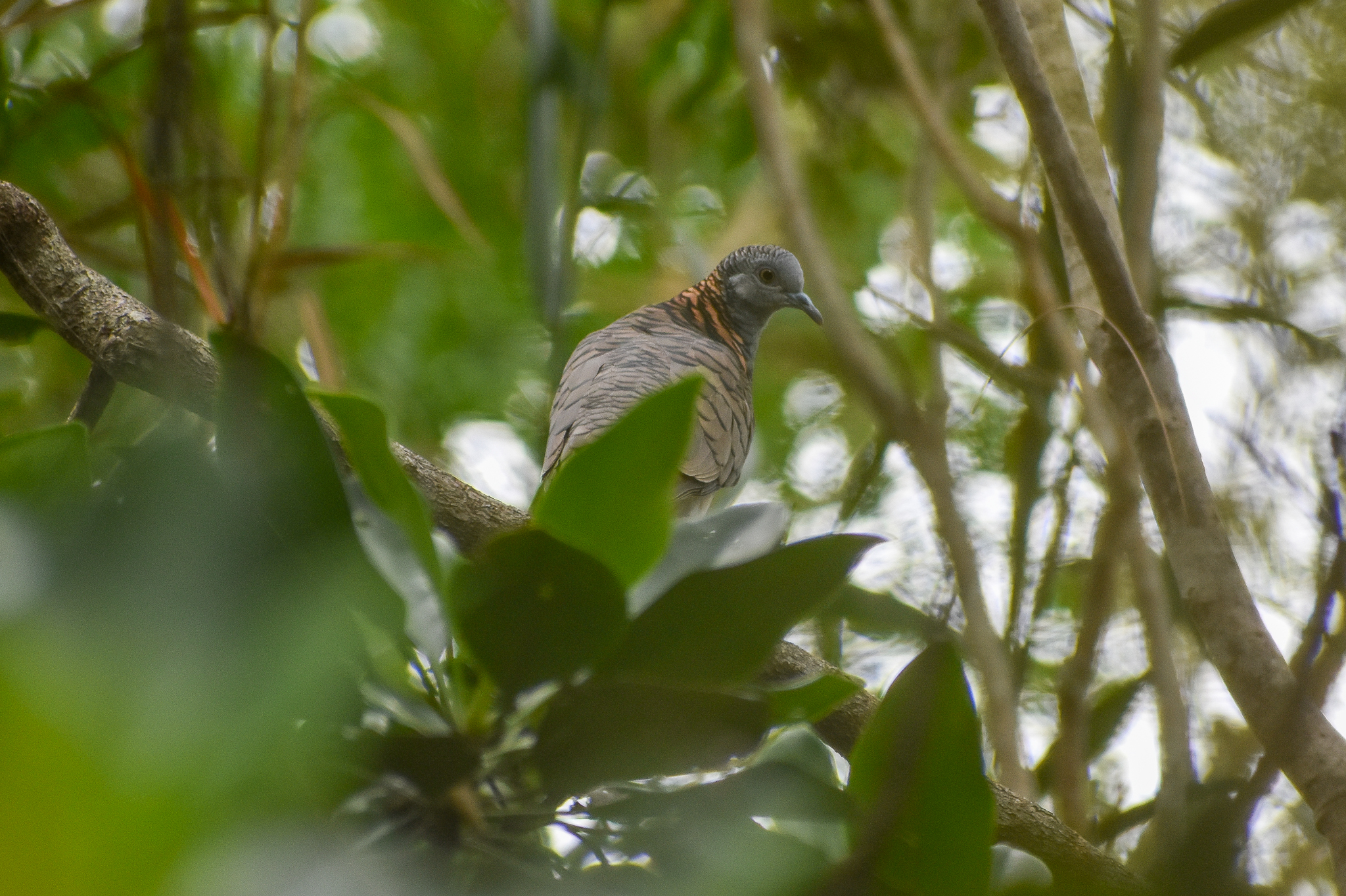 Bar-shouldered Dove (Geopelia humeralis)