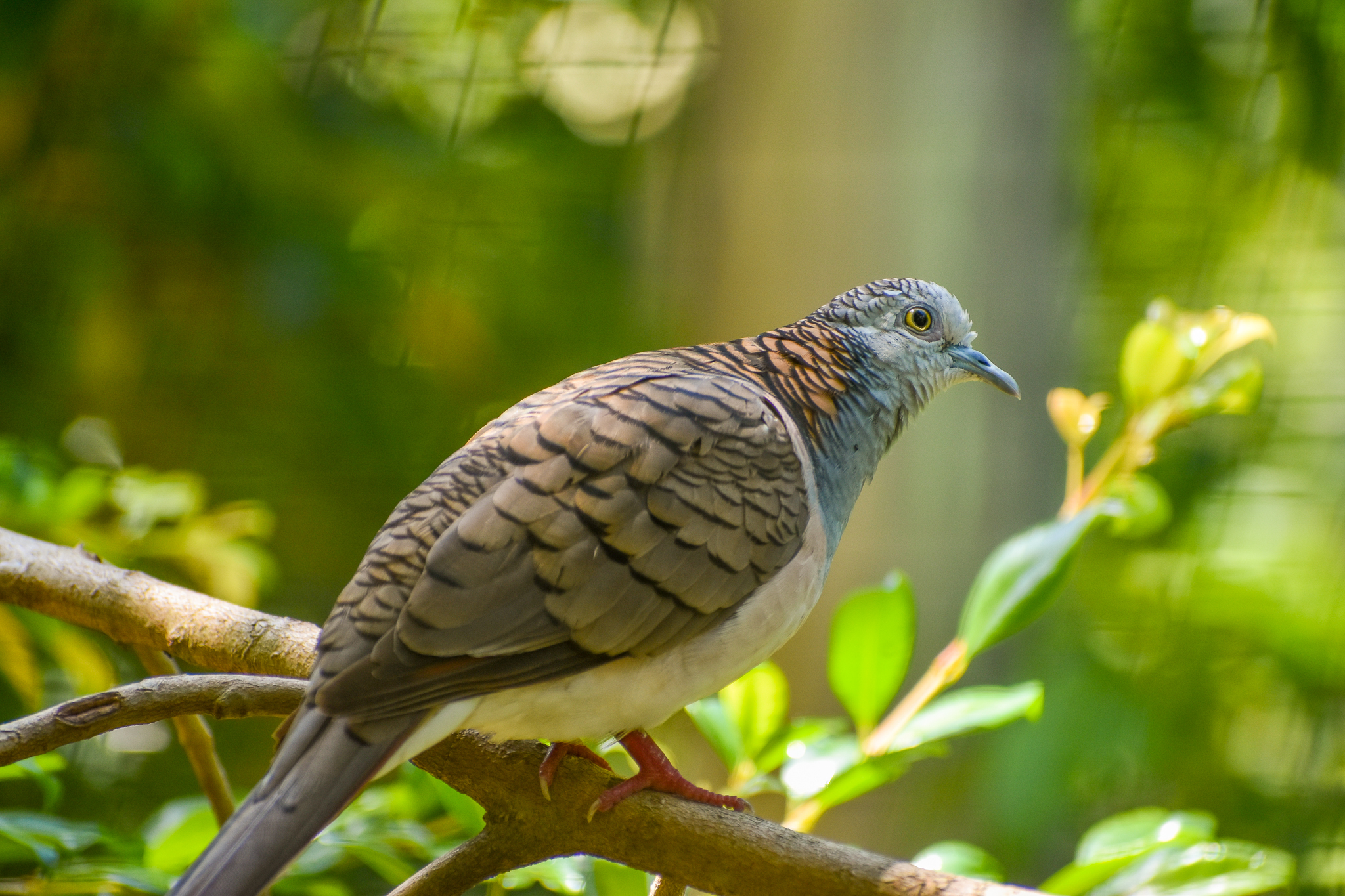 Bar-shouldered Dove (Geopelia humeralis)