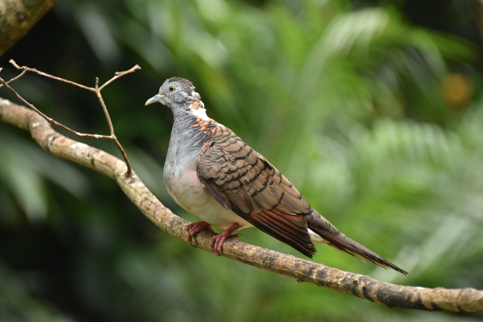 Bar-shouldered Dove Geopelia humeralis