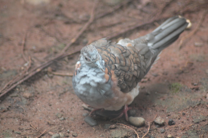 Bar-shouldered dove (Geopelia humeralis)