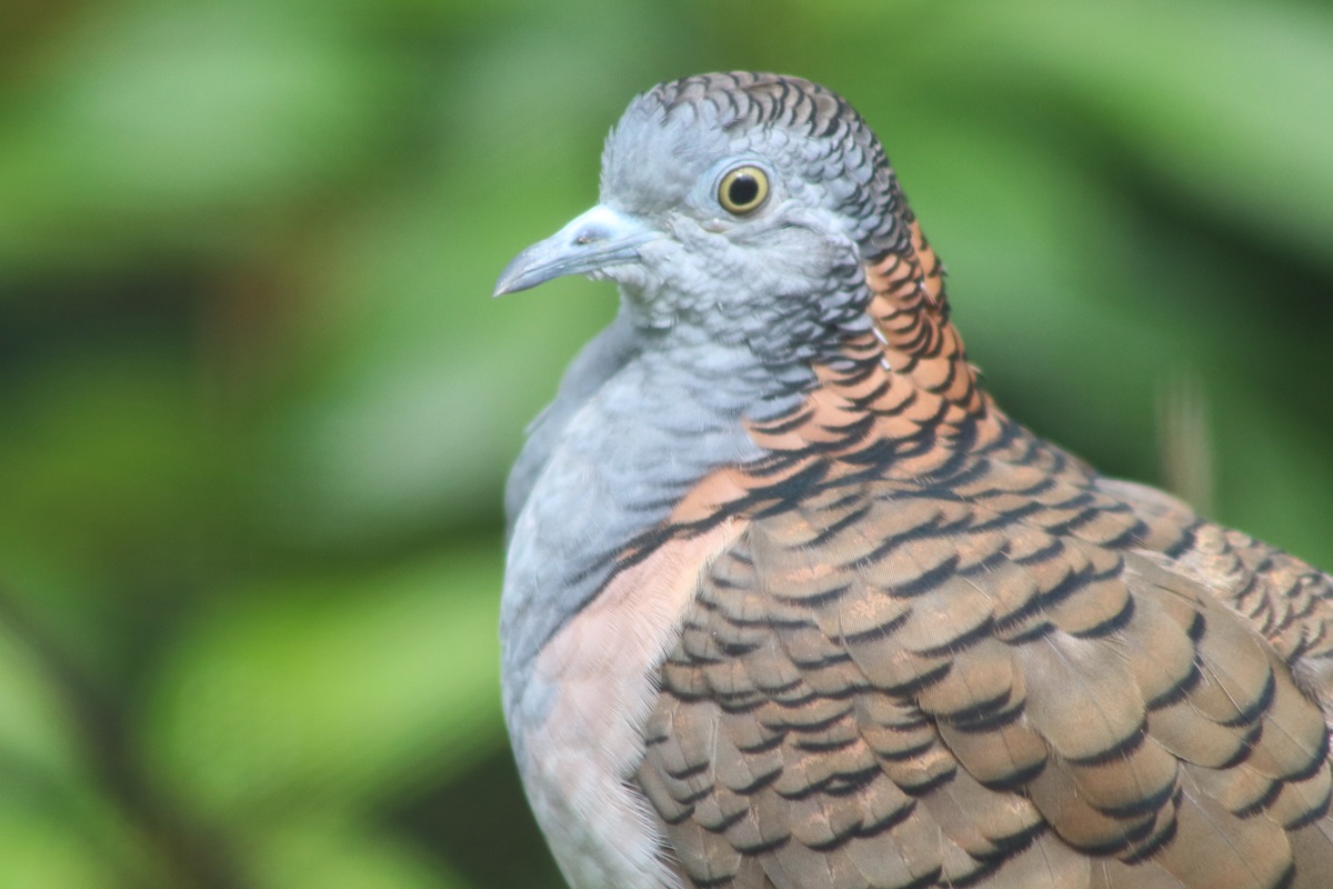 Bar-shouldered Dove (Geopelia humeralis)