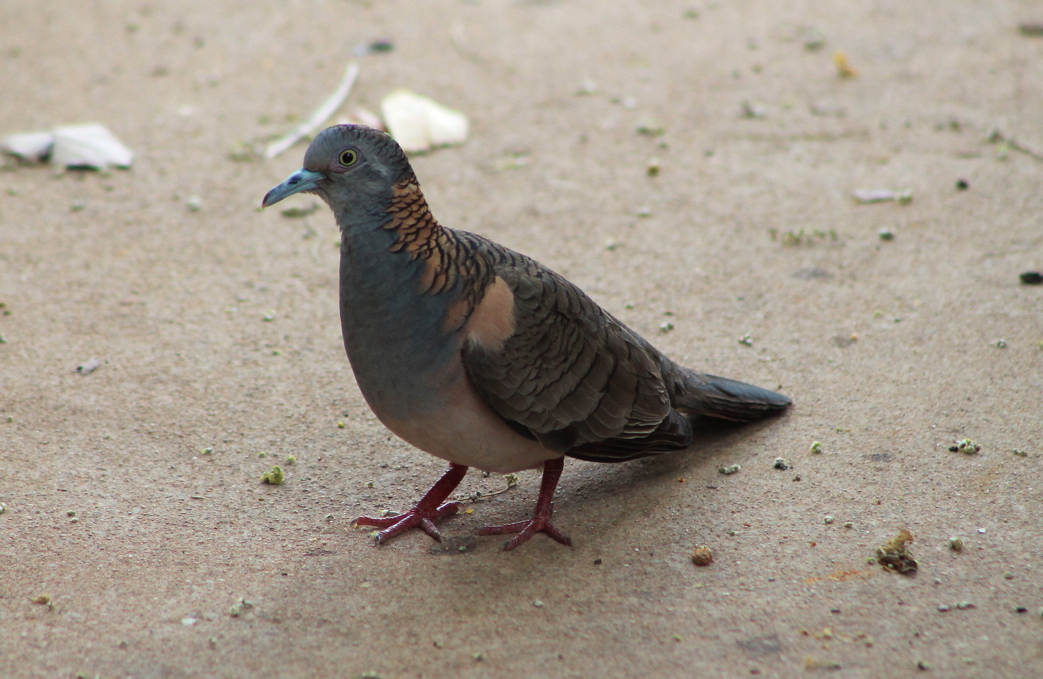 Bar-shouldered Dove (Geopelia humeralis)