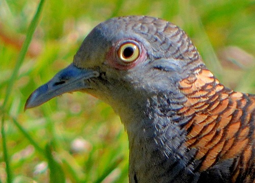 Bar-shouldered dove portrait.