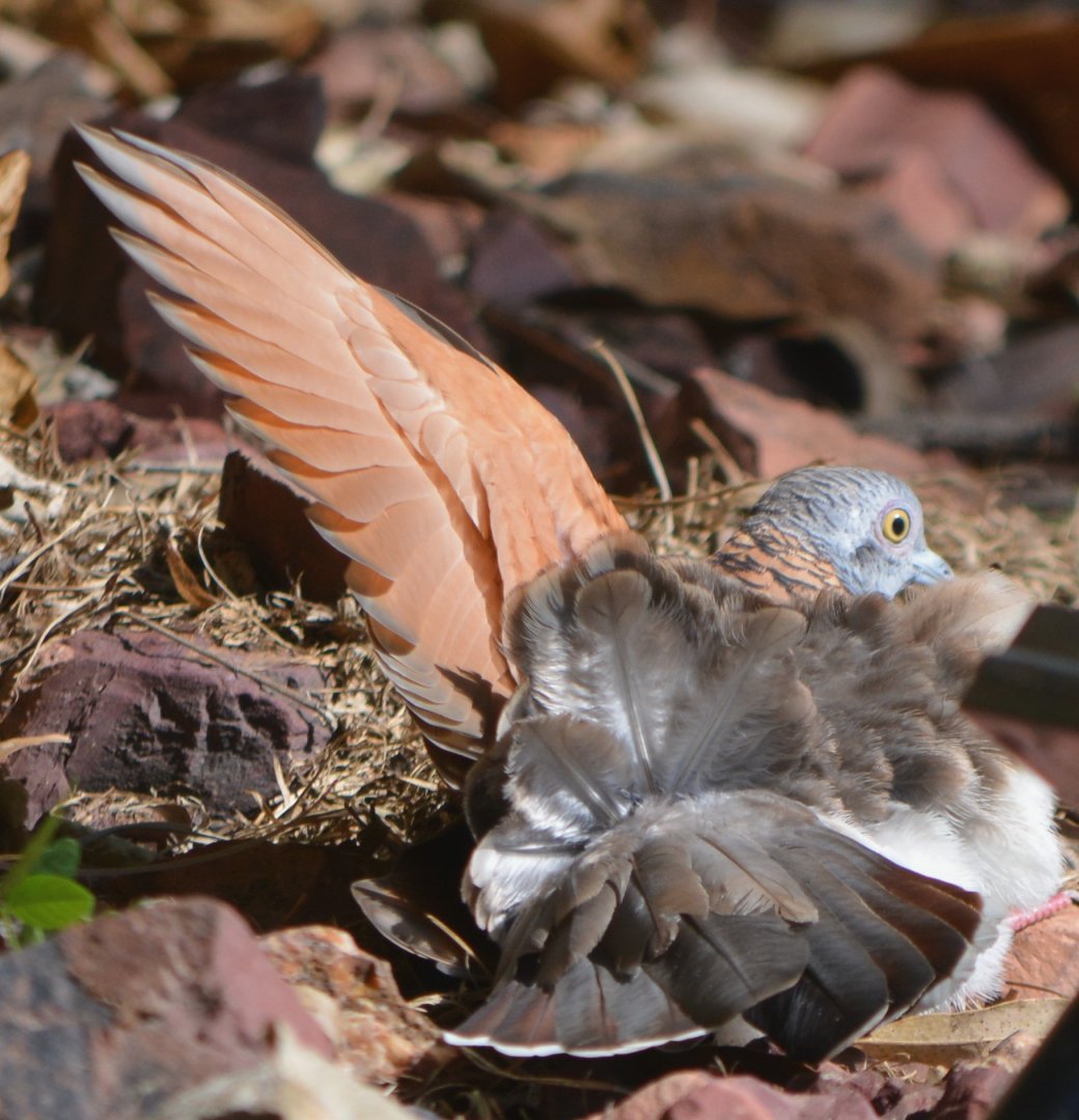 Bar-shouldered dove sunning