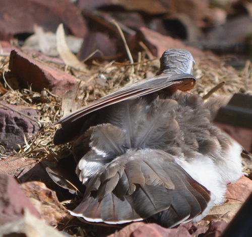 Bar-shouldered dove sunning.