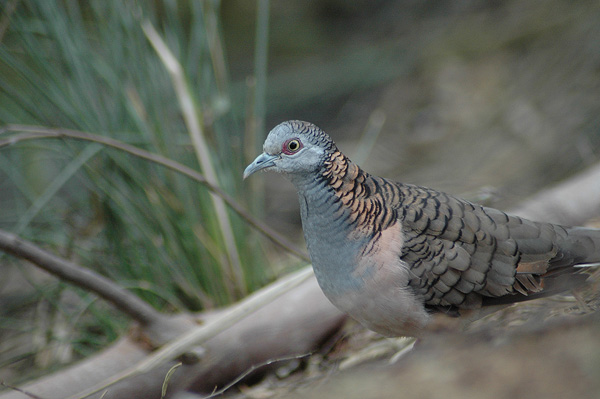 Bar-shouldered Dove