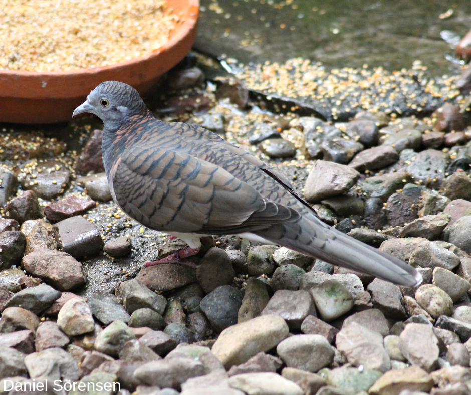 Bar-shouldered dove