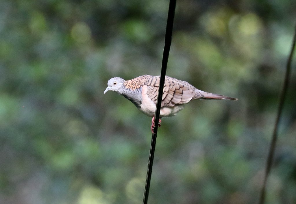 Bar-shouldered Dove