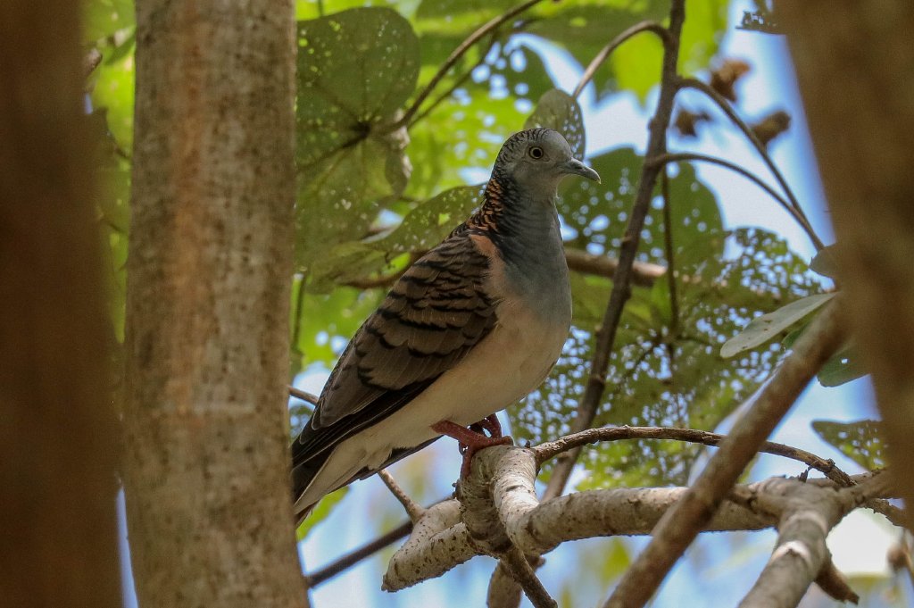 Bar-shouldered Dove