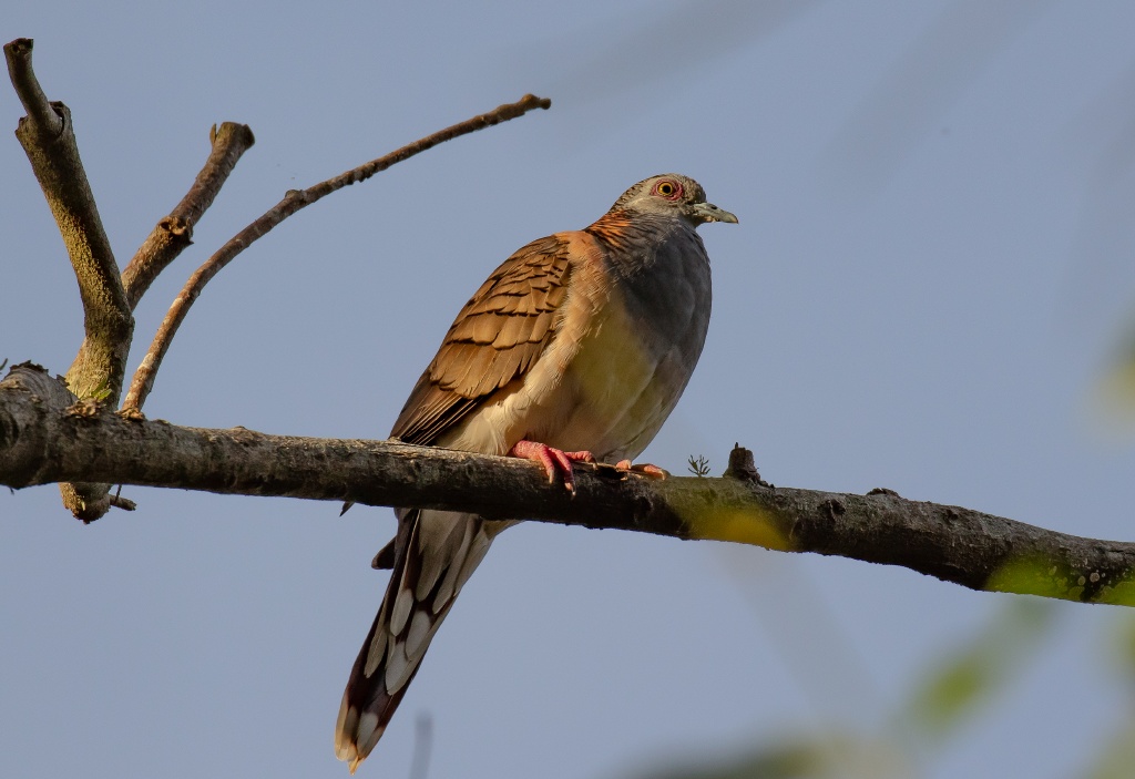 Bar-shouldered Dove