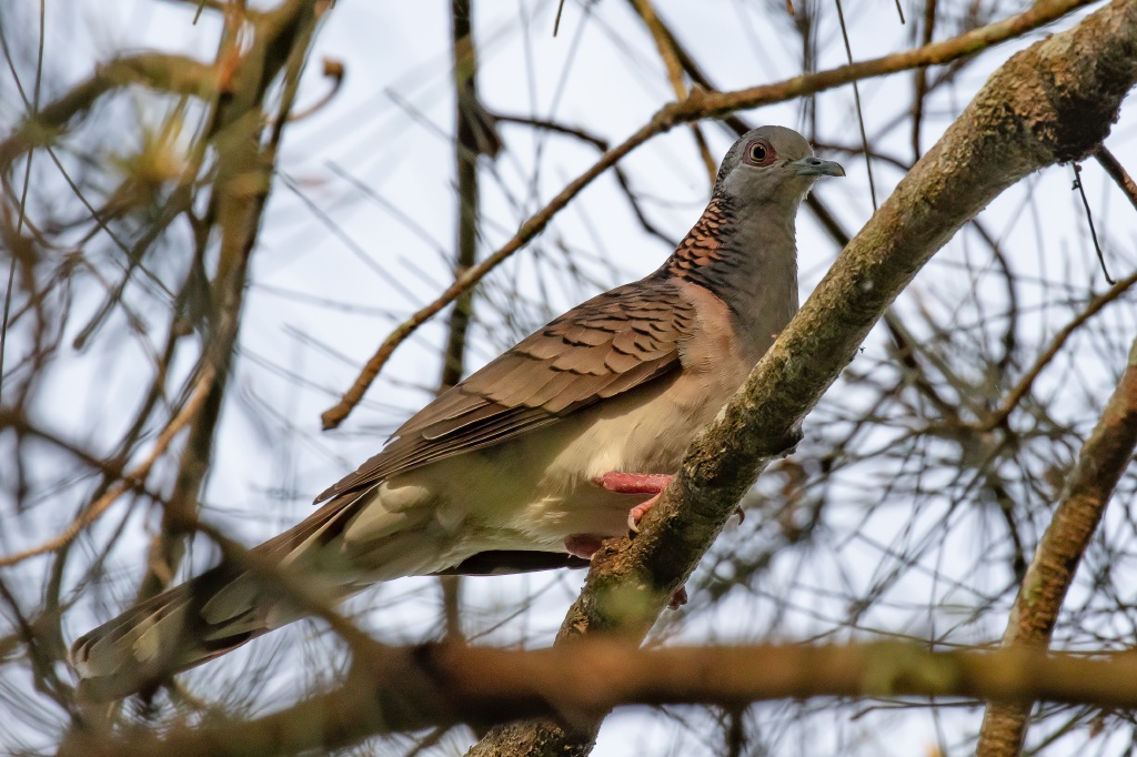 Bar-shouldered Dove