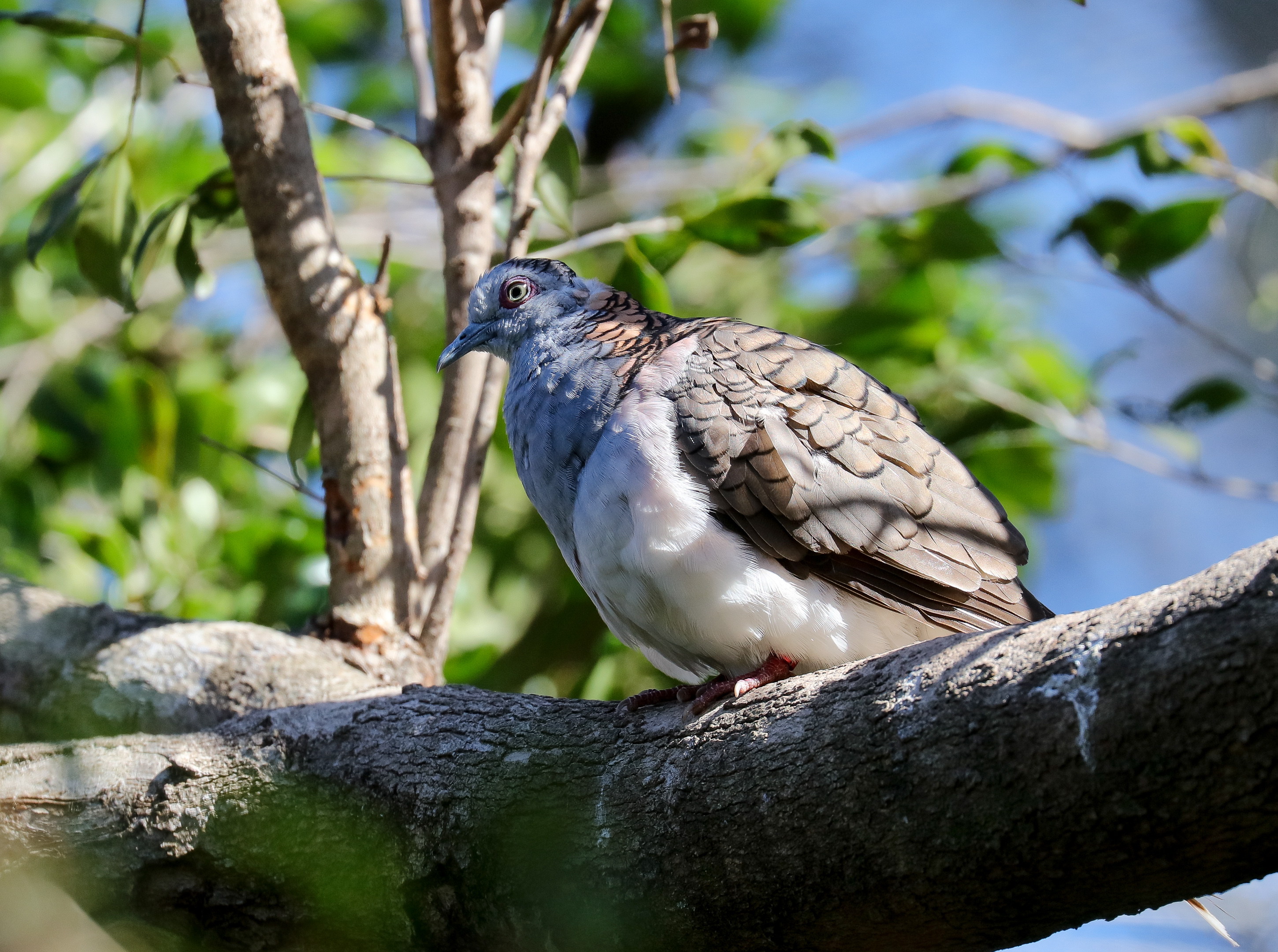 Bar-shouldered Dove