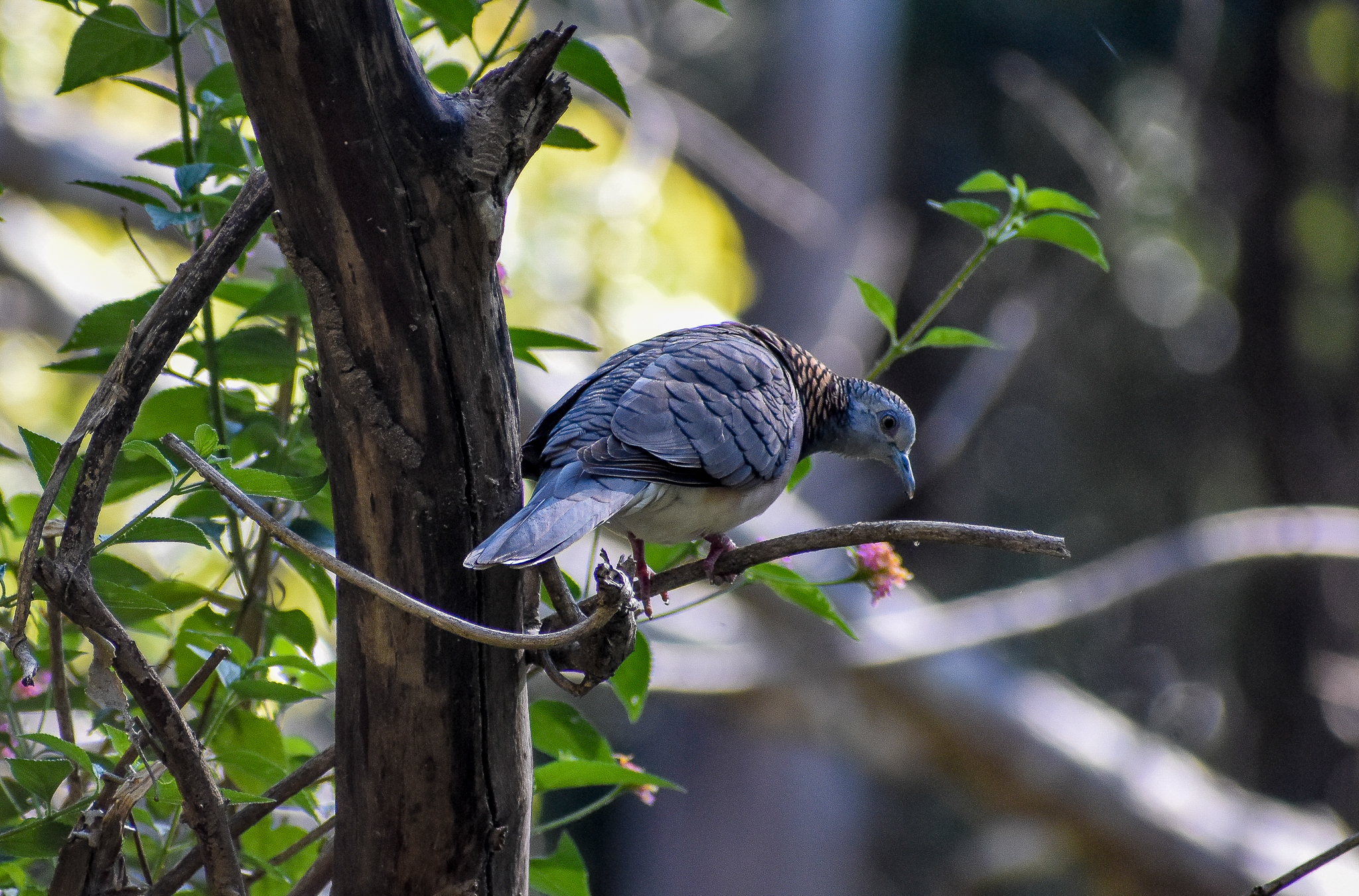 Bar-shouldered Dove