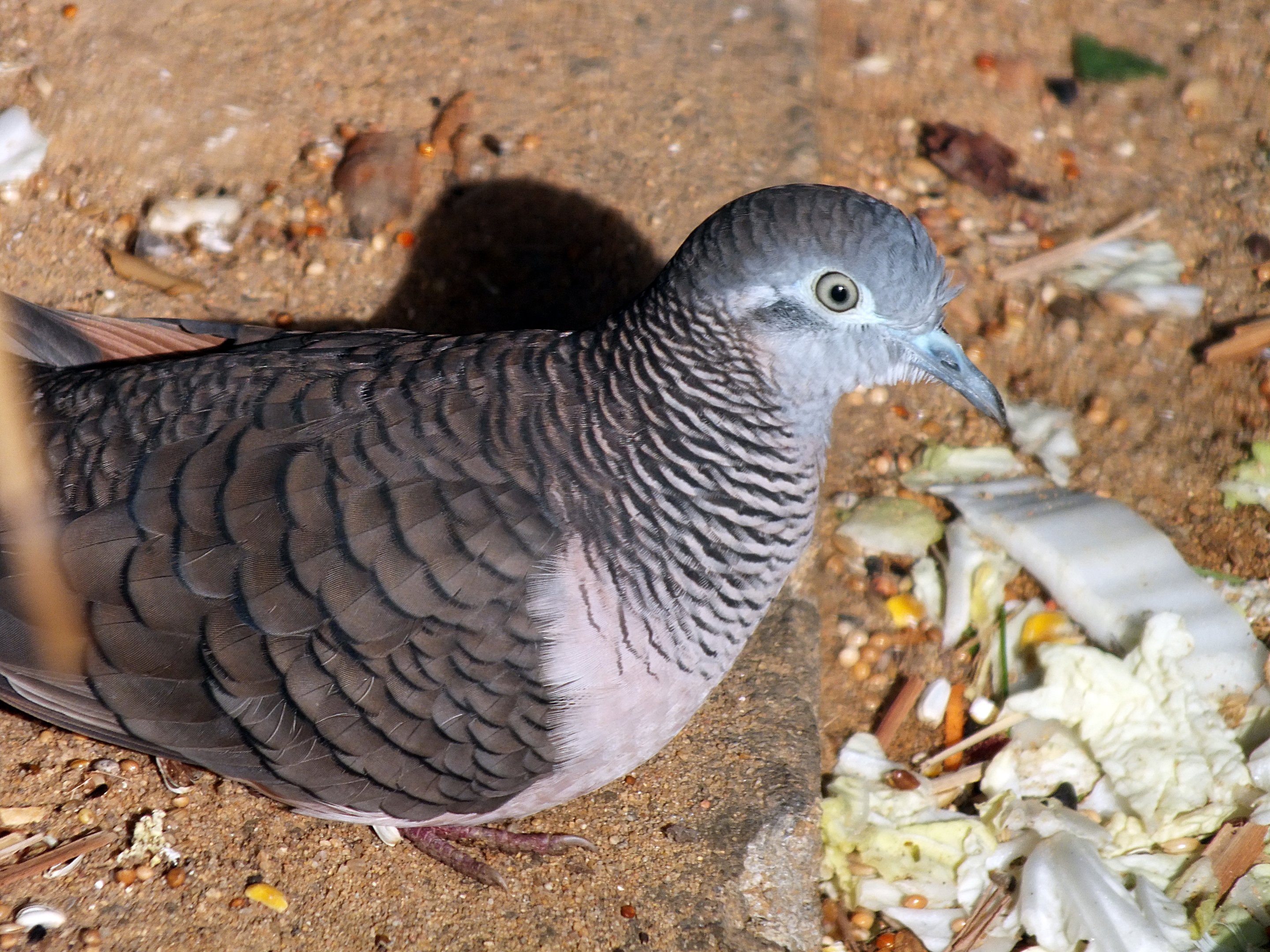 Bar-shouldered dove