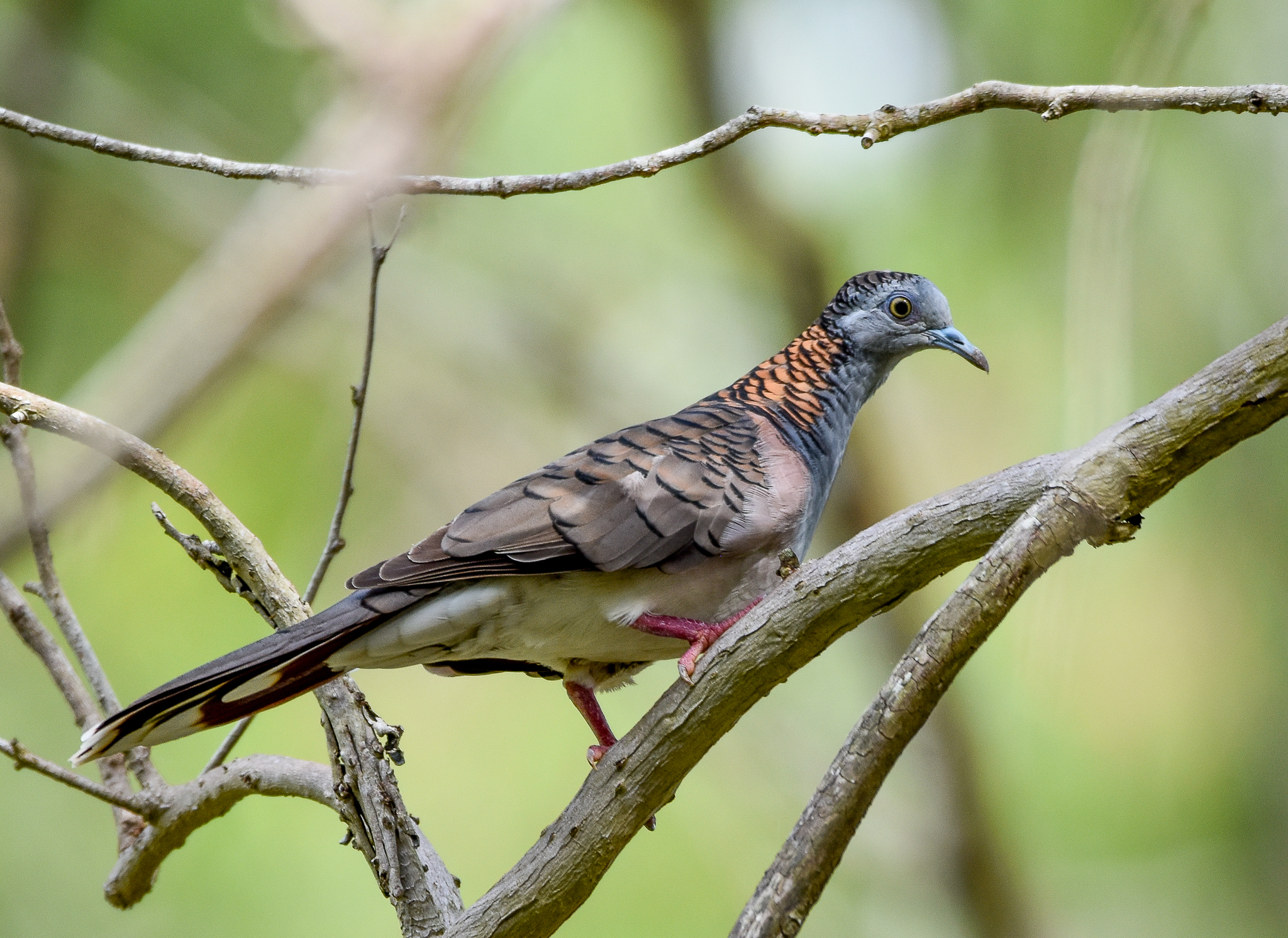 Bar-shouldered Dove