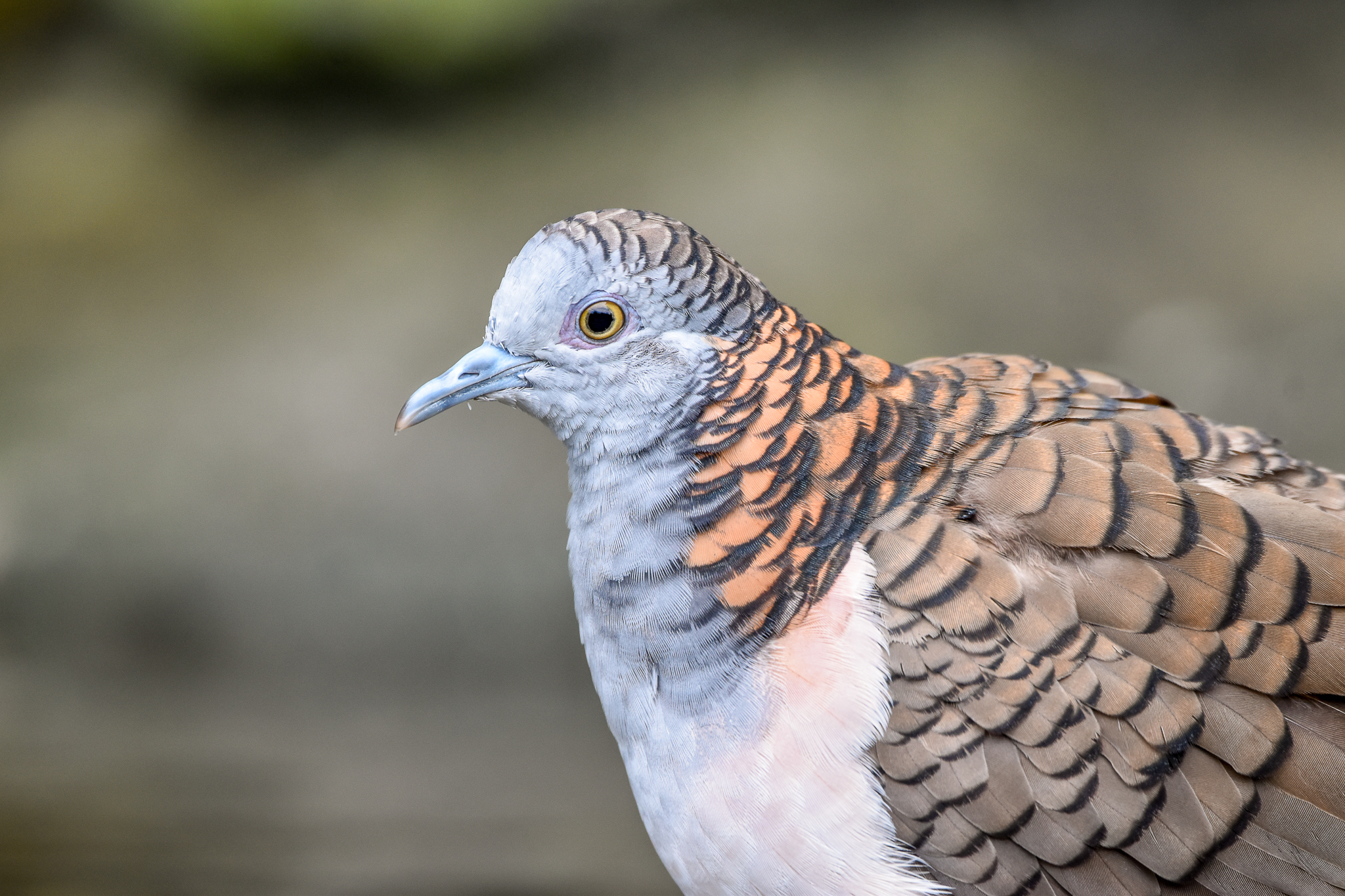 Bar-shouldered Dove