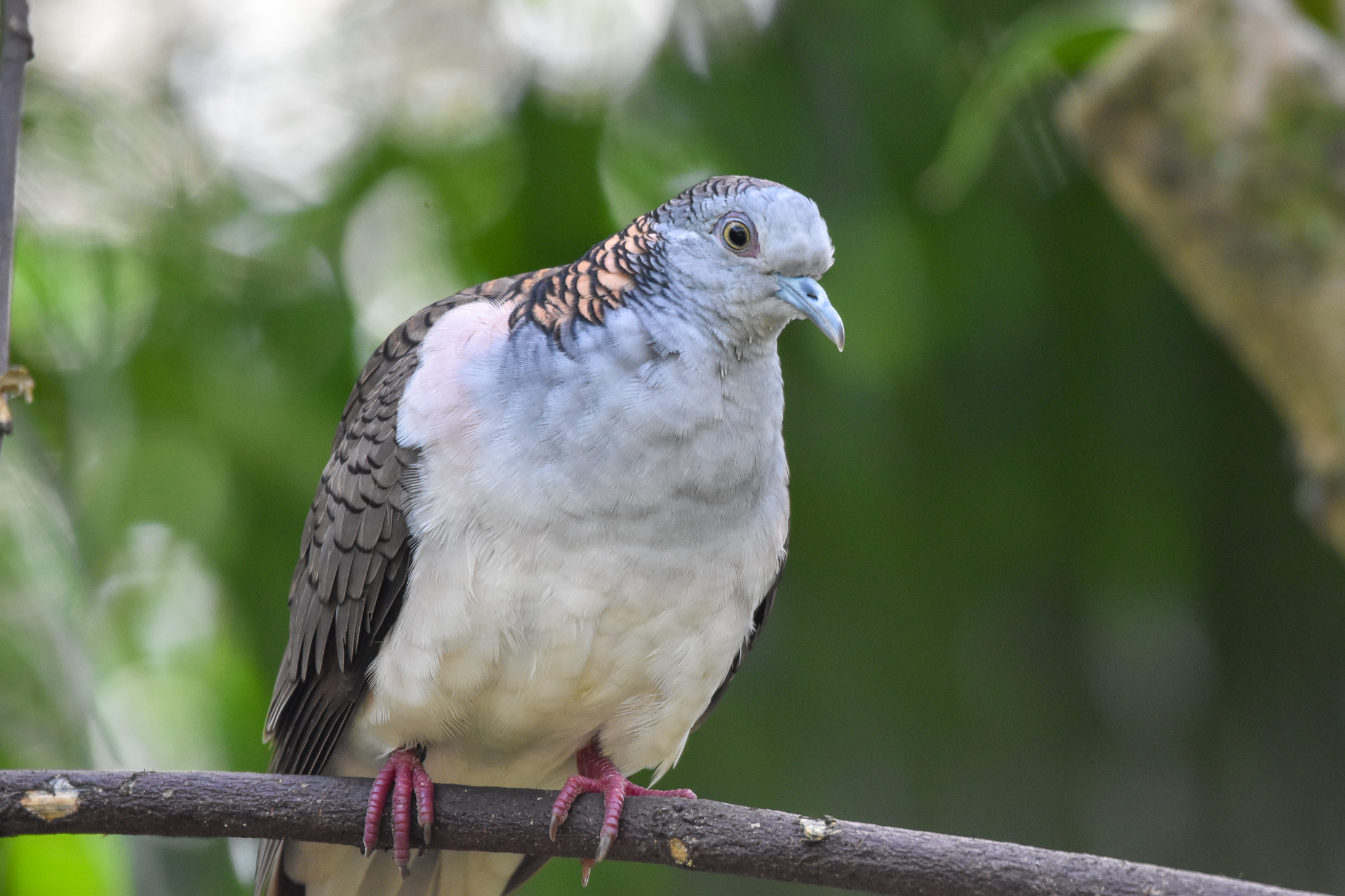 Bar-shouldered Dove