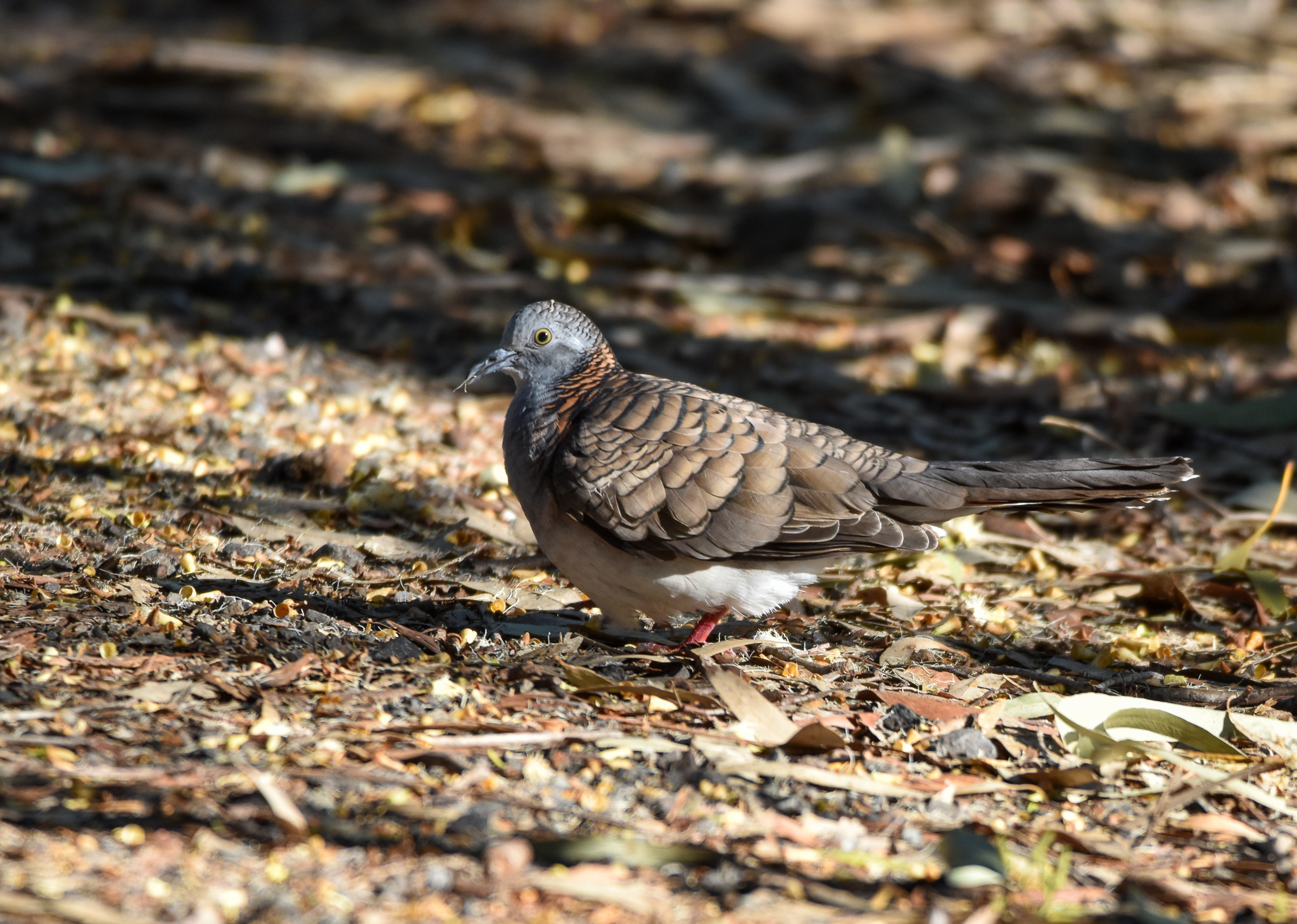 Bar-shouldered Dove