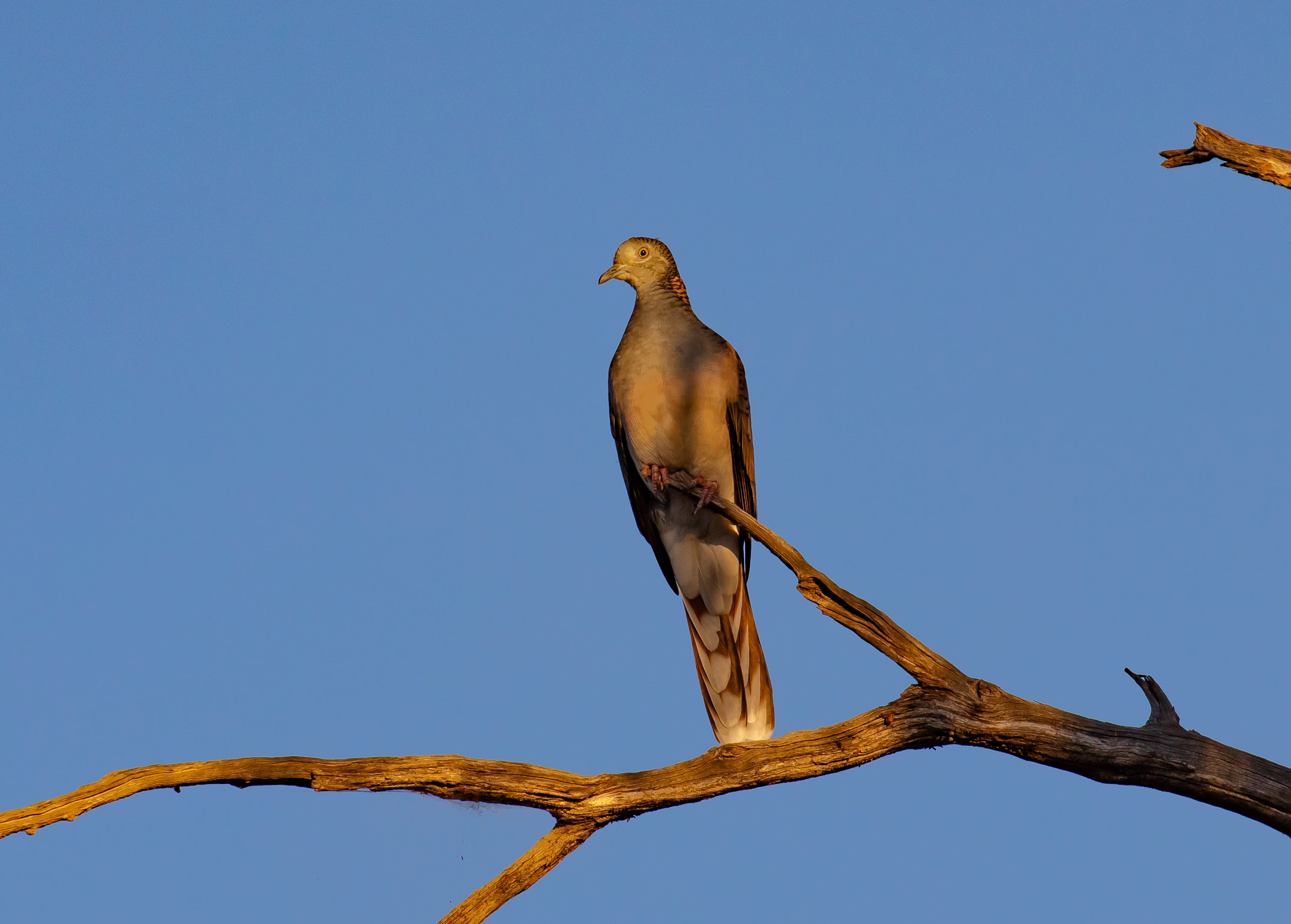 Bar-shouldered Dove