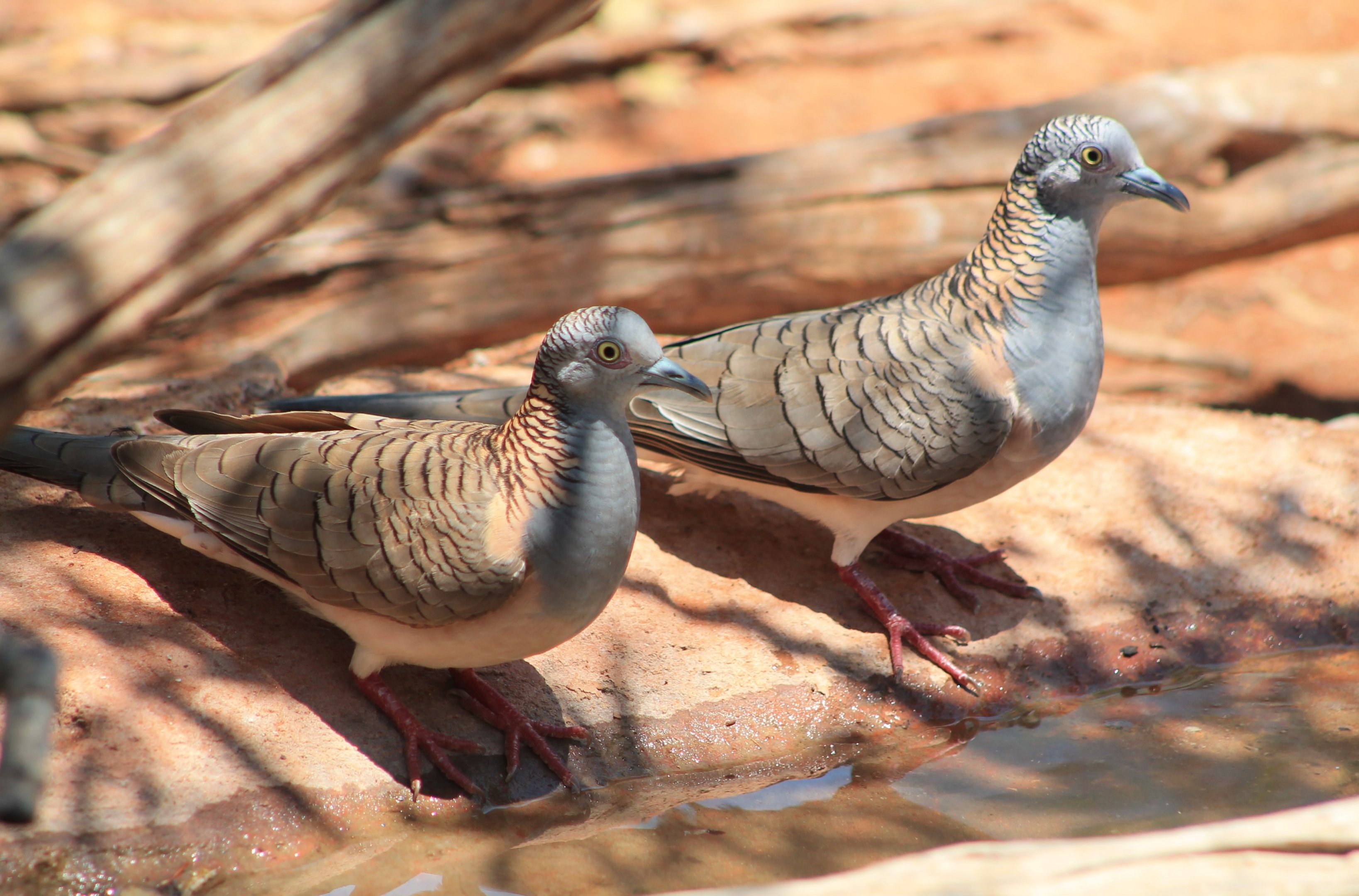 Bar-shouldered Doves (Geopelia humeralis)