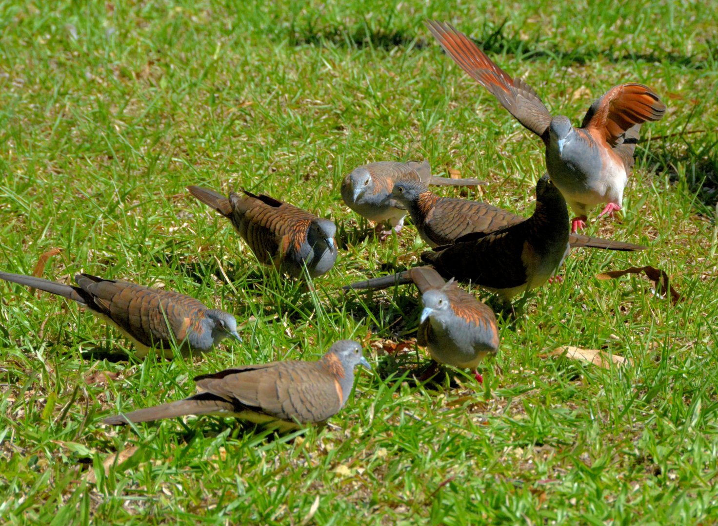 Bar-shouldered doves