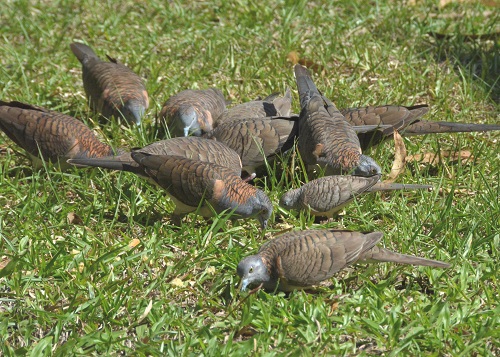 Bar-shouldered doves