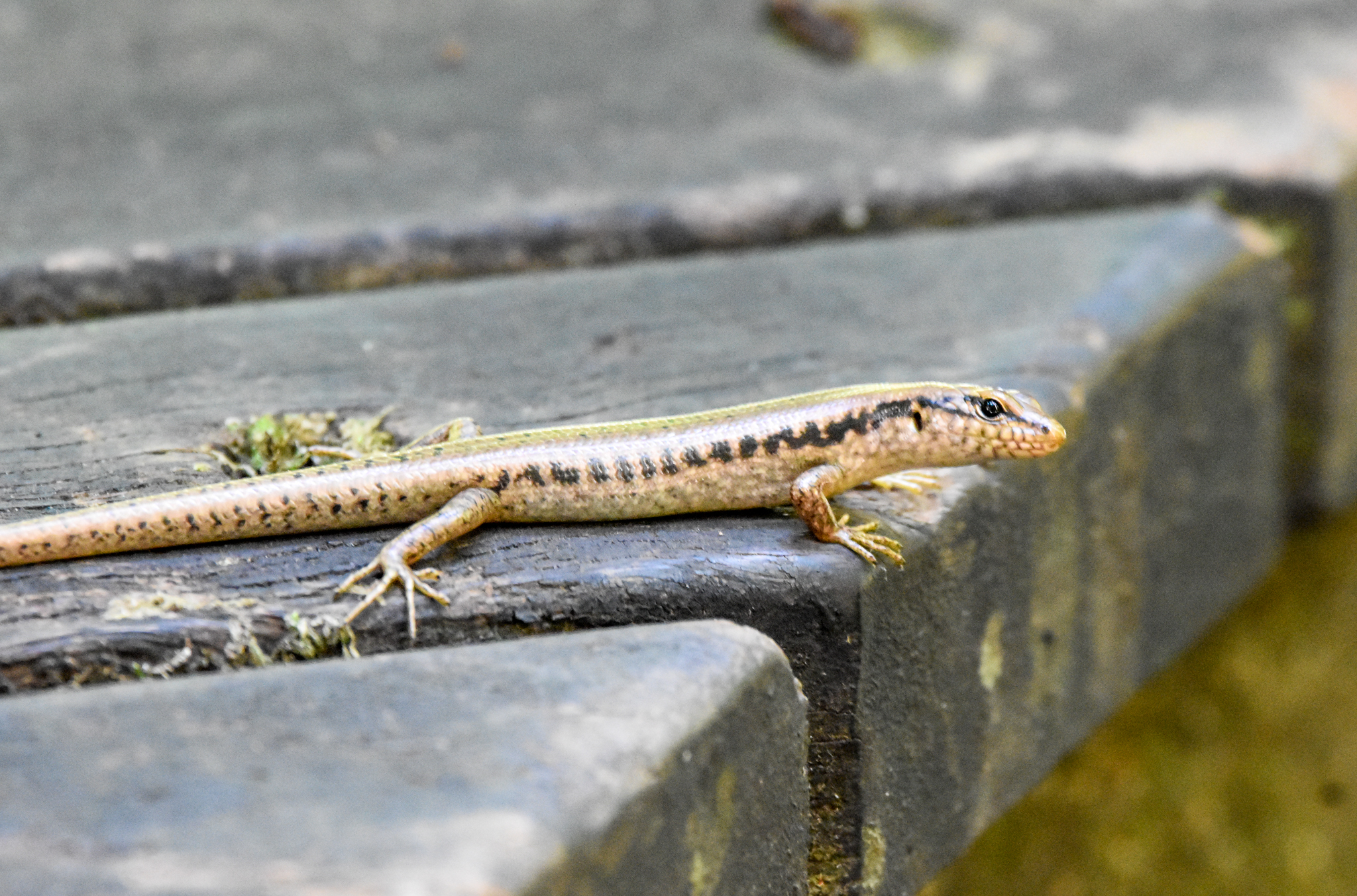 Bar-sided Skink, Concinnia tenuis