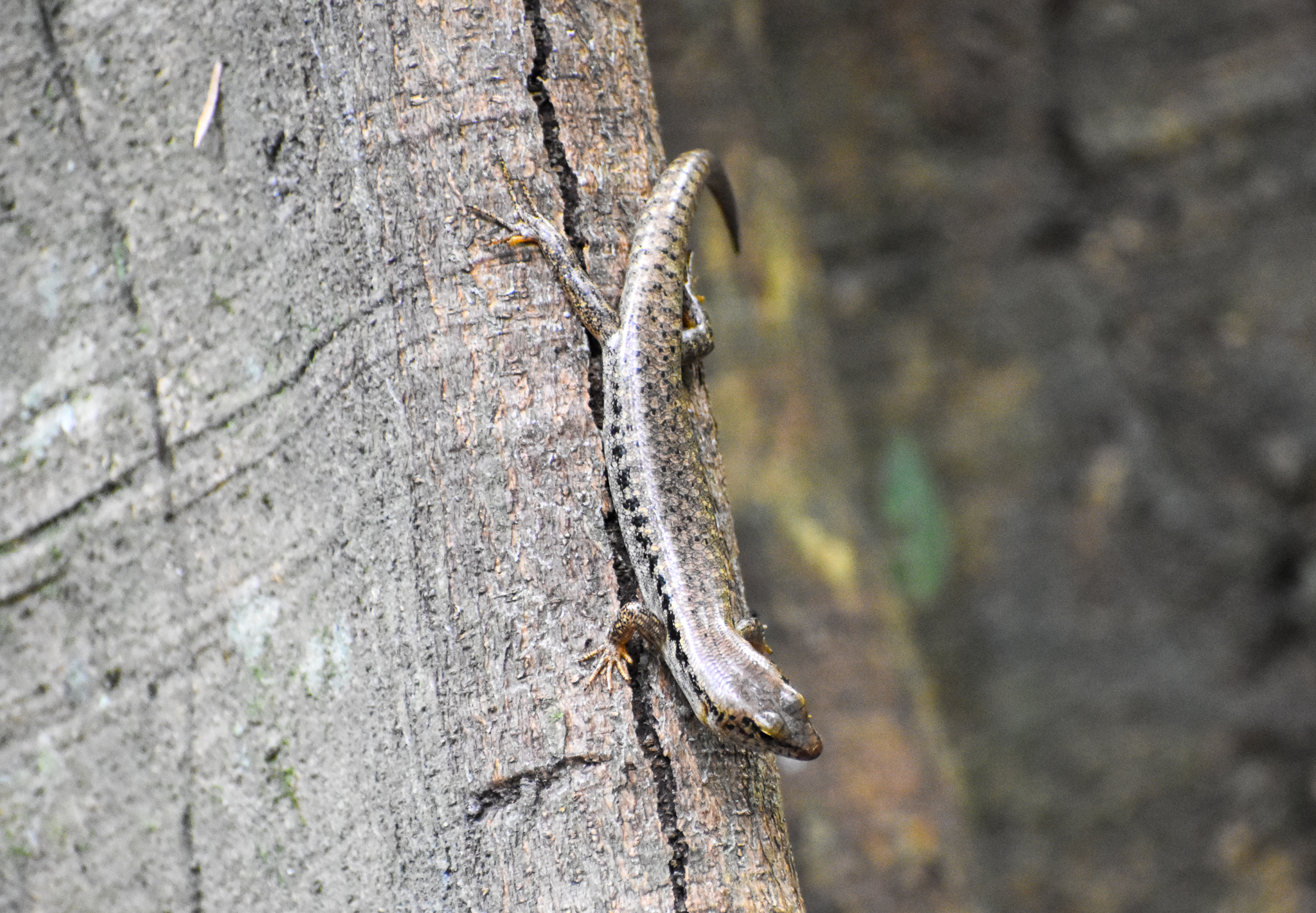 Bar-sided Skink