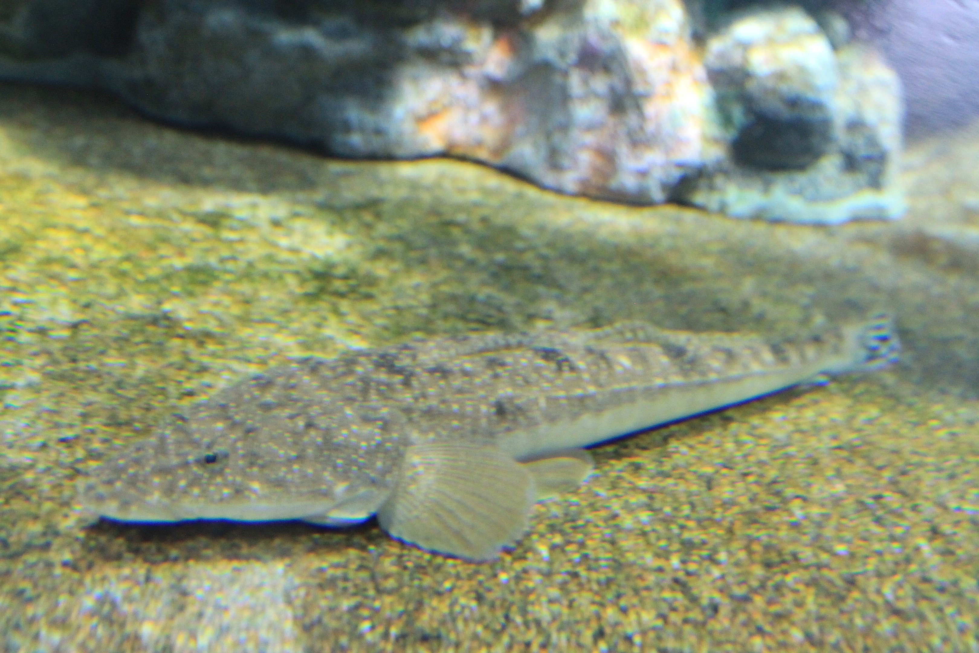 Bar-tailed Flathead (Platycephalus sp.)