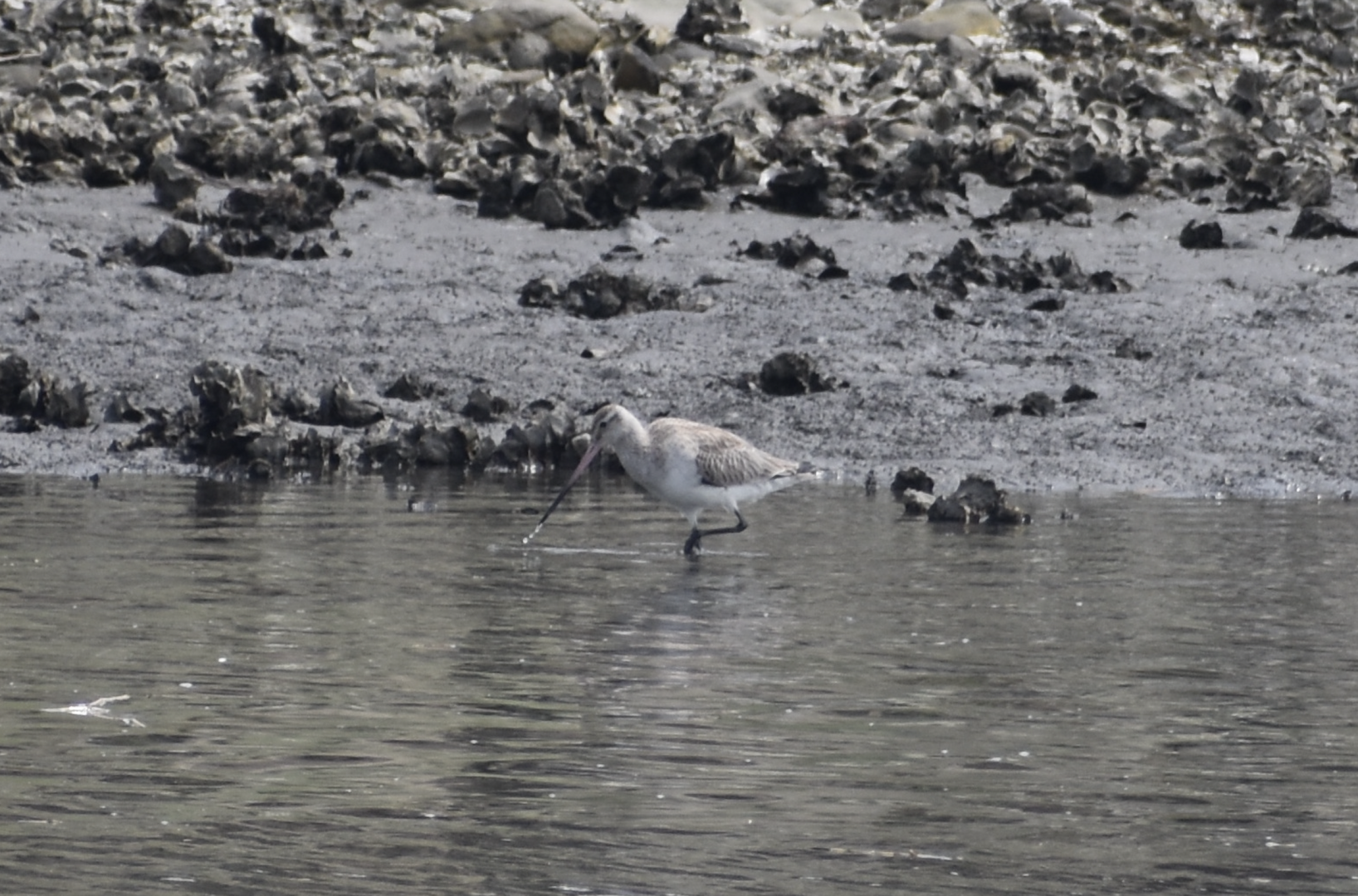 Bar Tailed Godwit ~ Kasai Rinkai Bird Sanctuary
