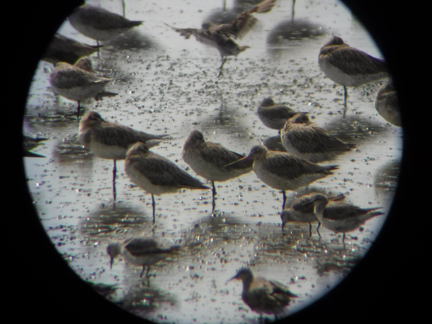 Bar-tailed Godwit (Limosa lapponica) & Lesser Knots (Calidris canutus)
