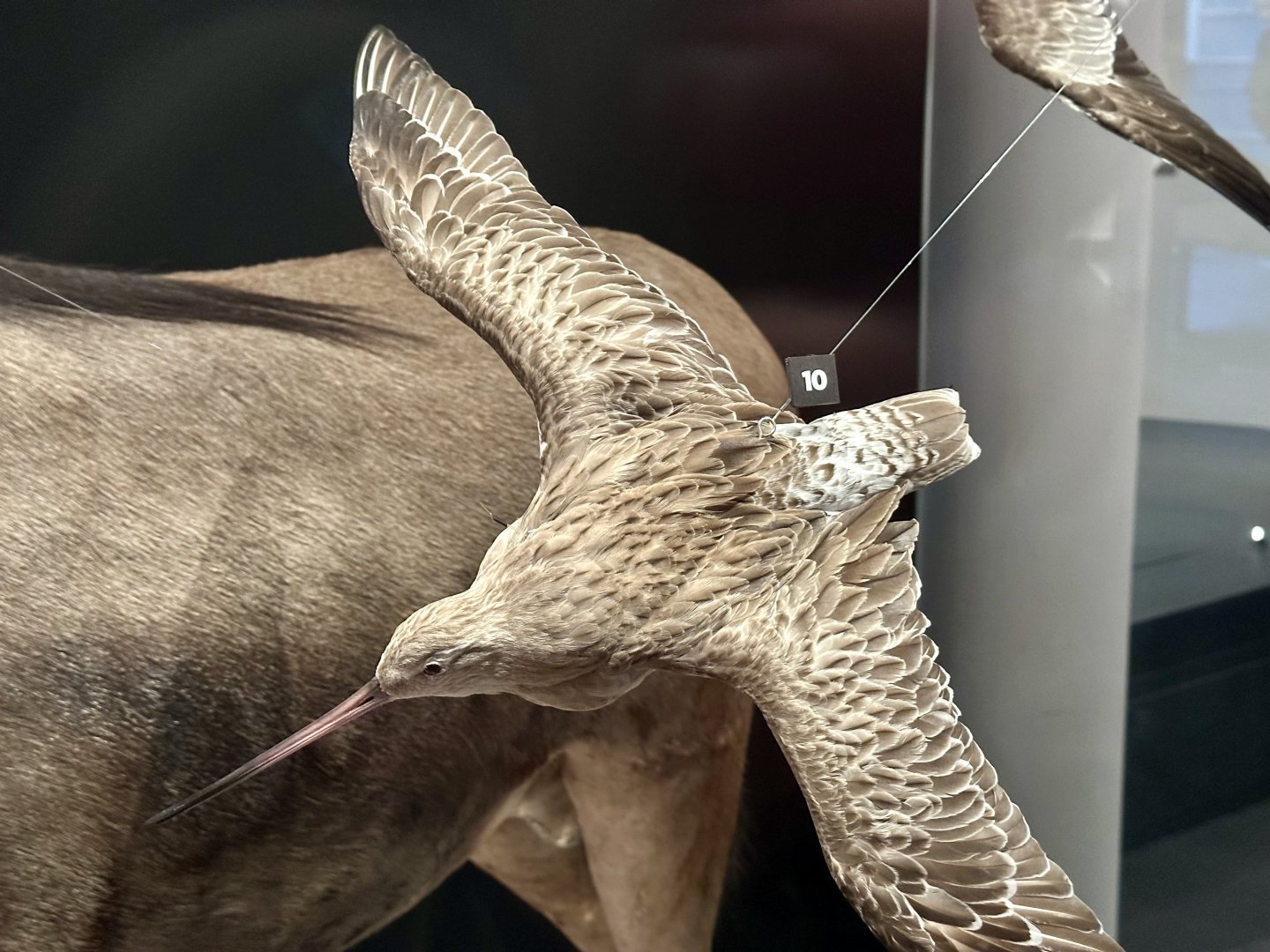 Bar-tailed godwit (Limosa lapponica)