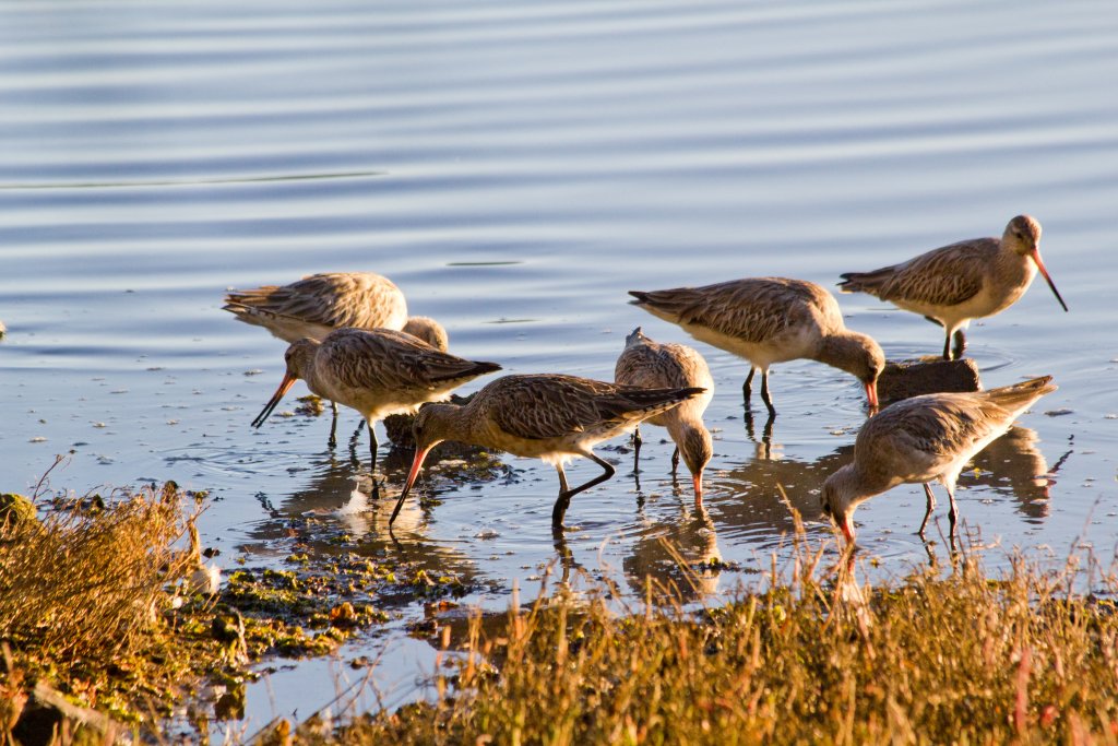 Bar-tailed Godwit
