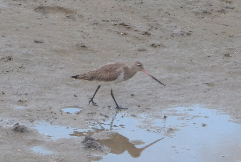 Bar-Tailed Godwit