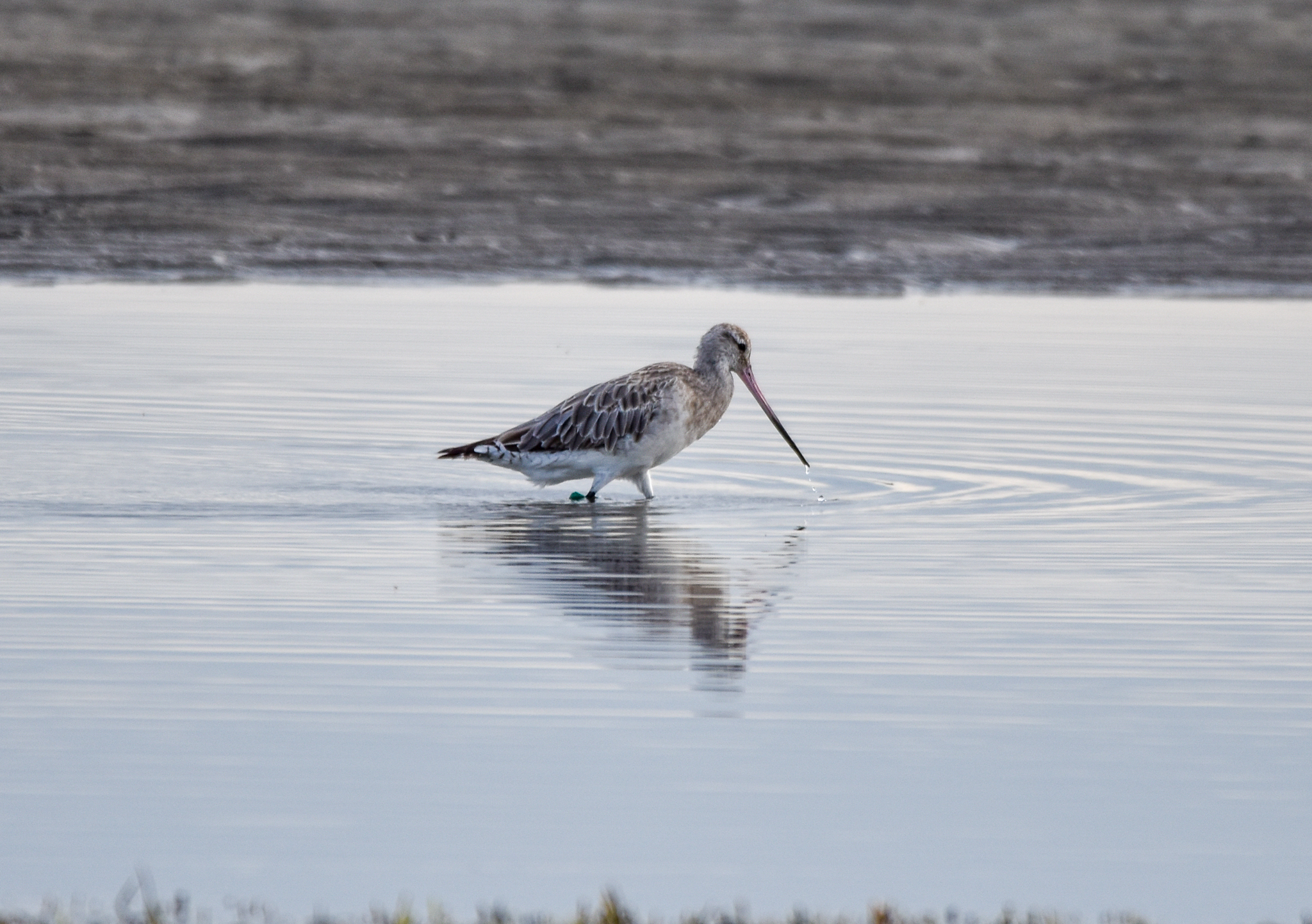 Bar-tailed Godwit
