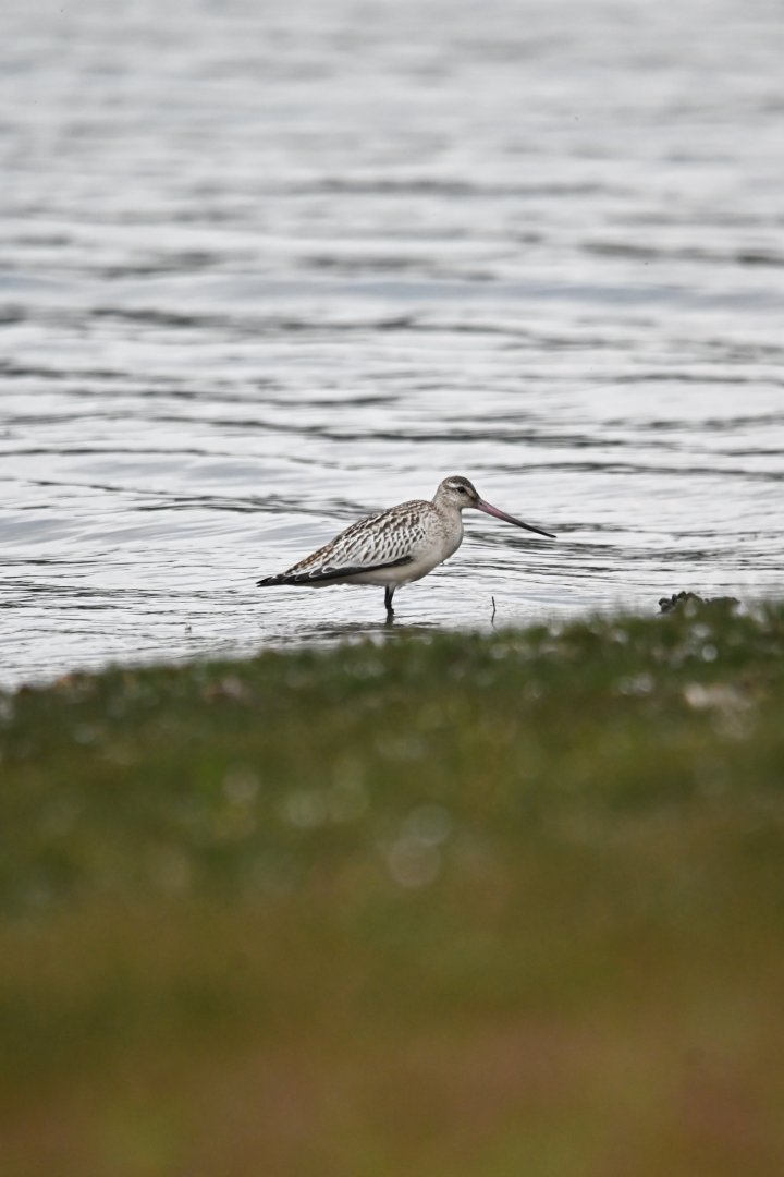 Bar-tailed godwit