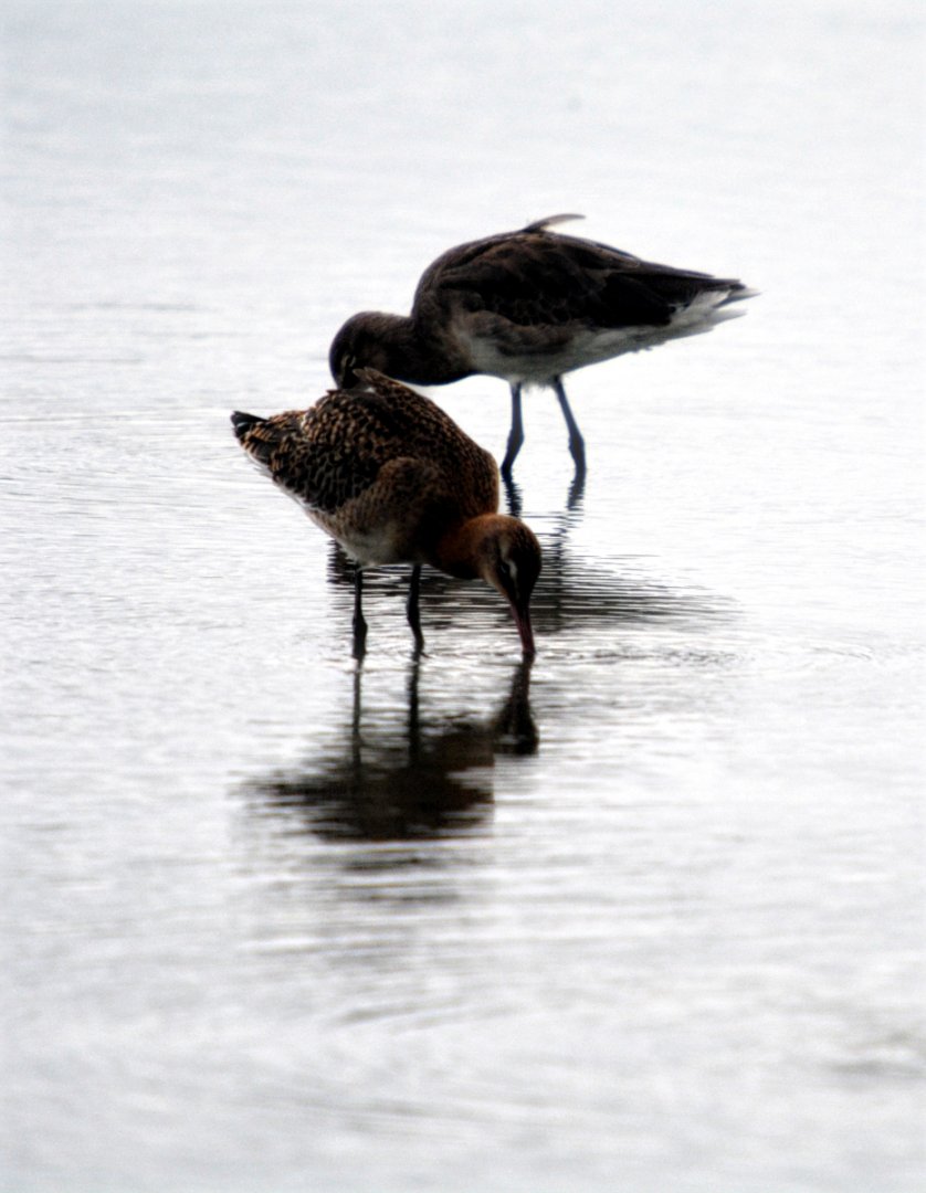 bar tailed godwits?