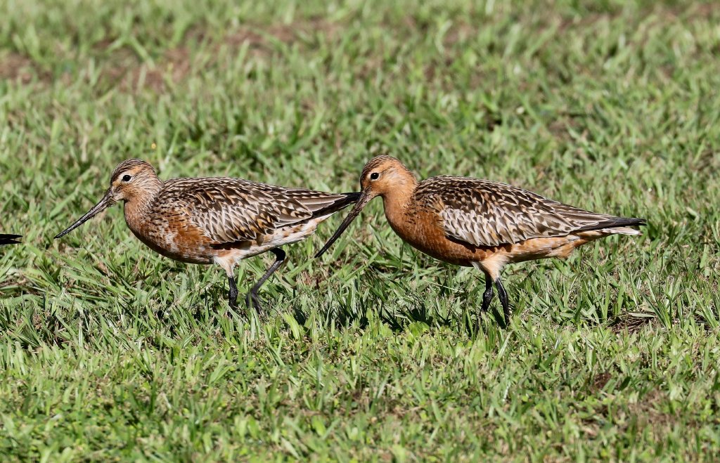 Bar-tailed Godwits