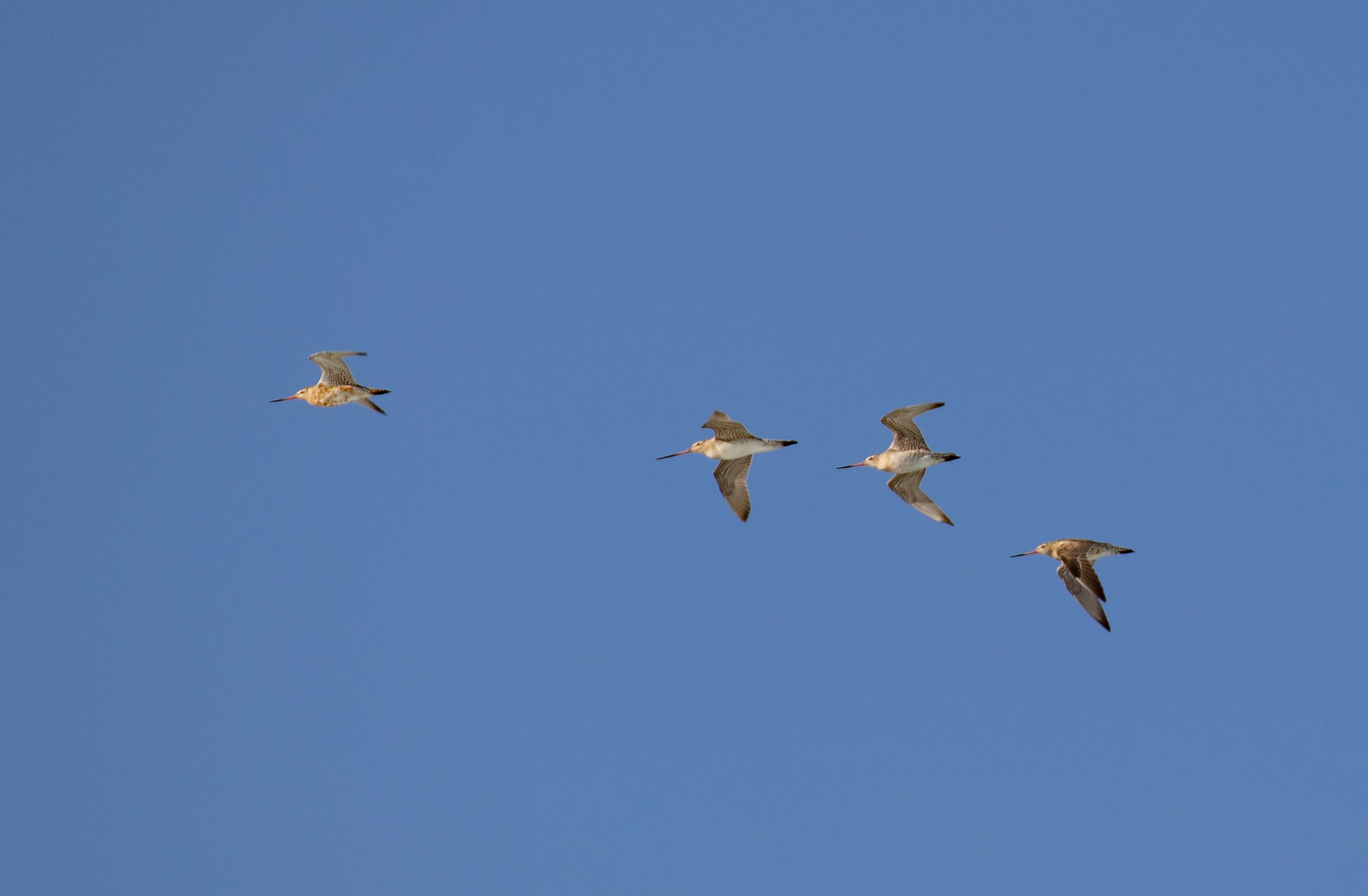 Bar-tailed Godwits