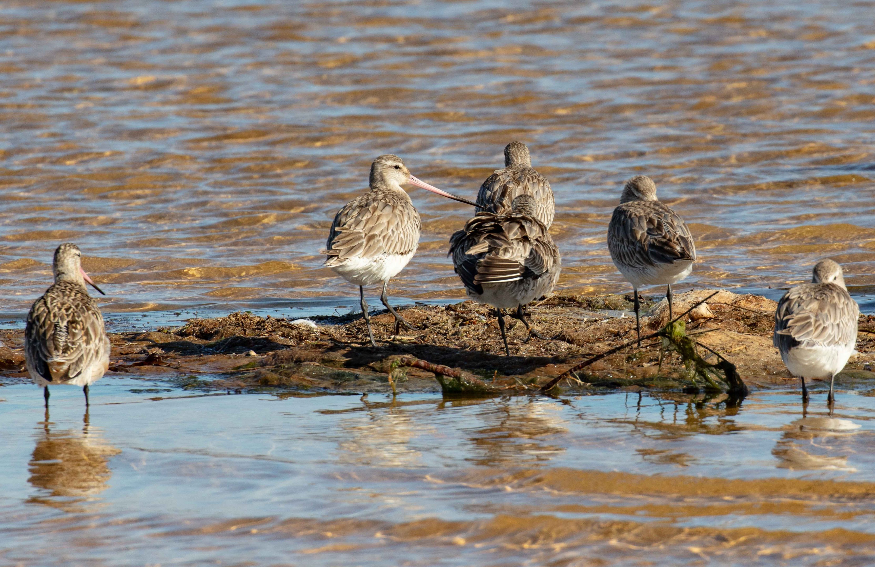 Bar-tailed Godwits