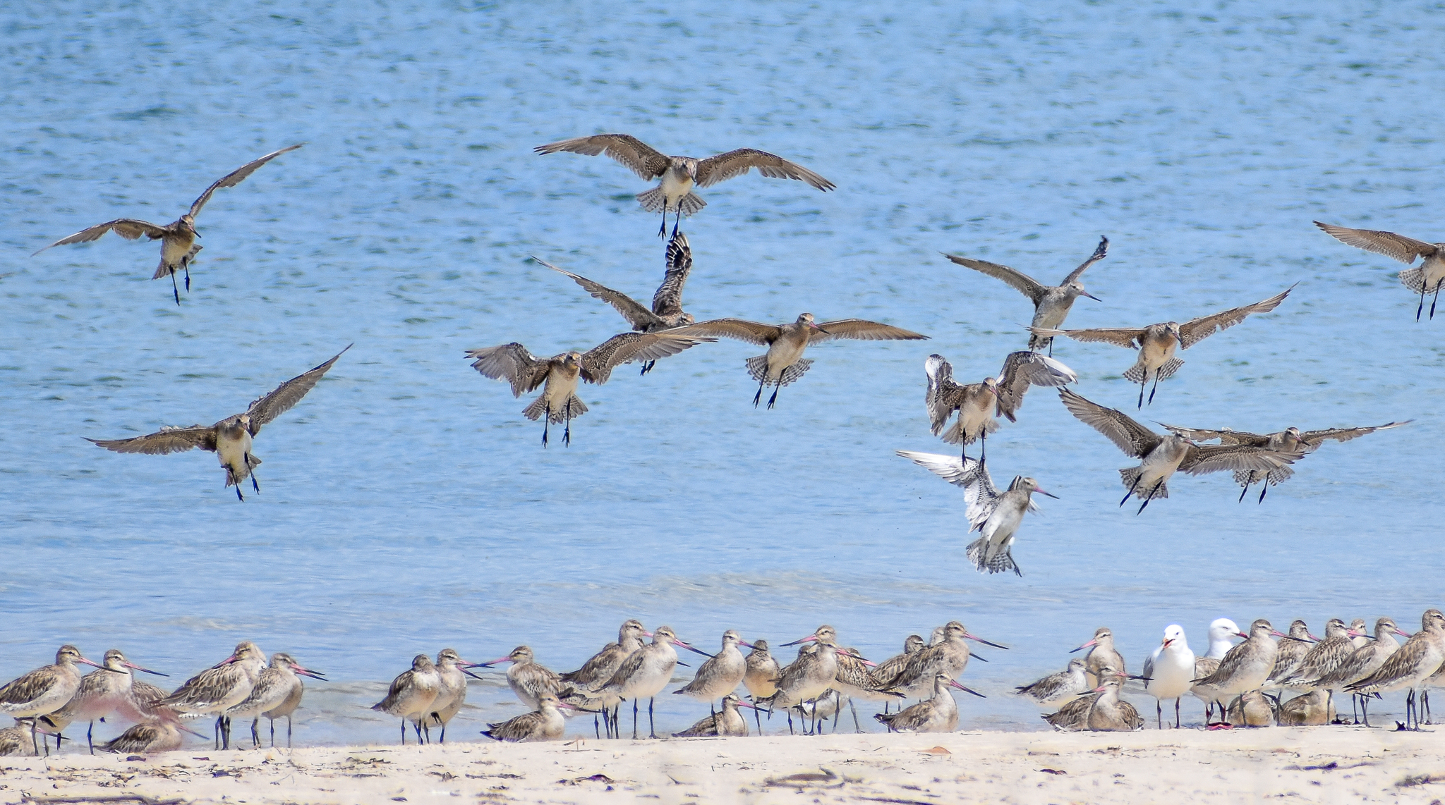 Bar-tailed Godwits