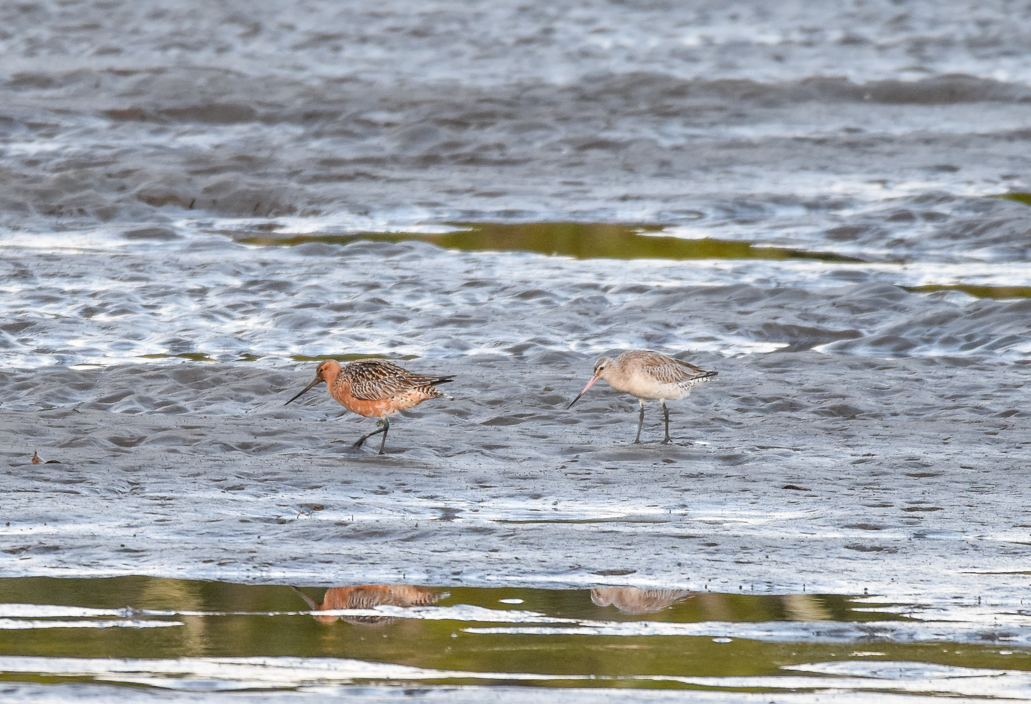 Bar-tailed Godwits
