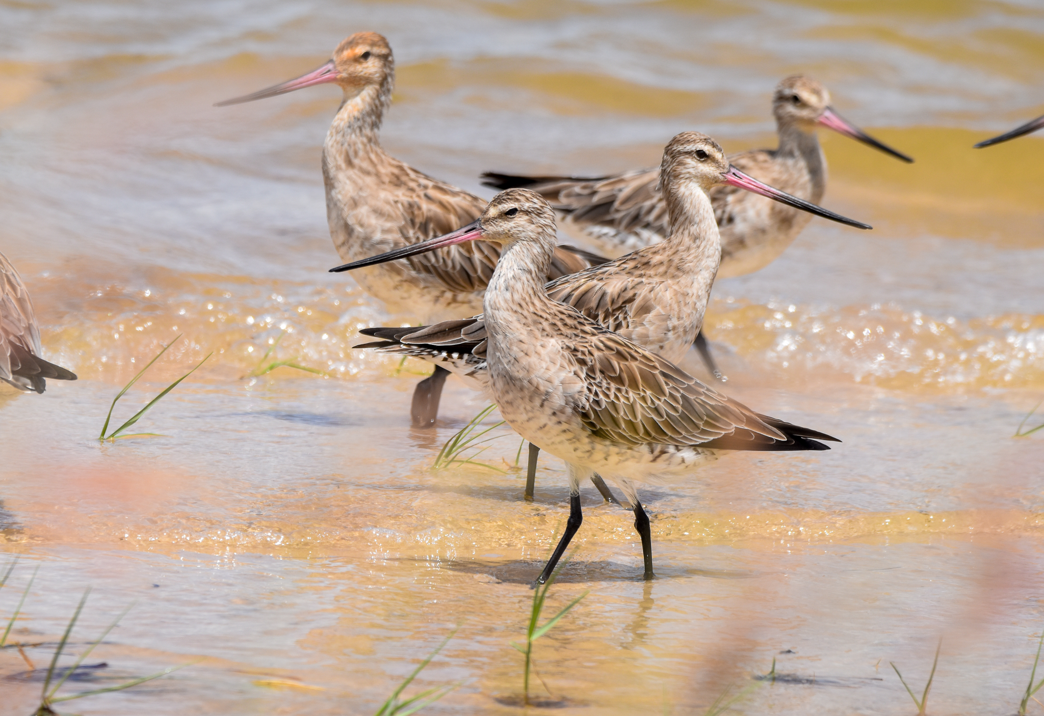 Bar-tailed Godwits