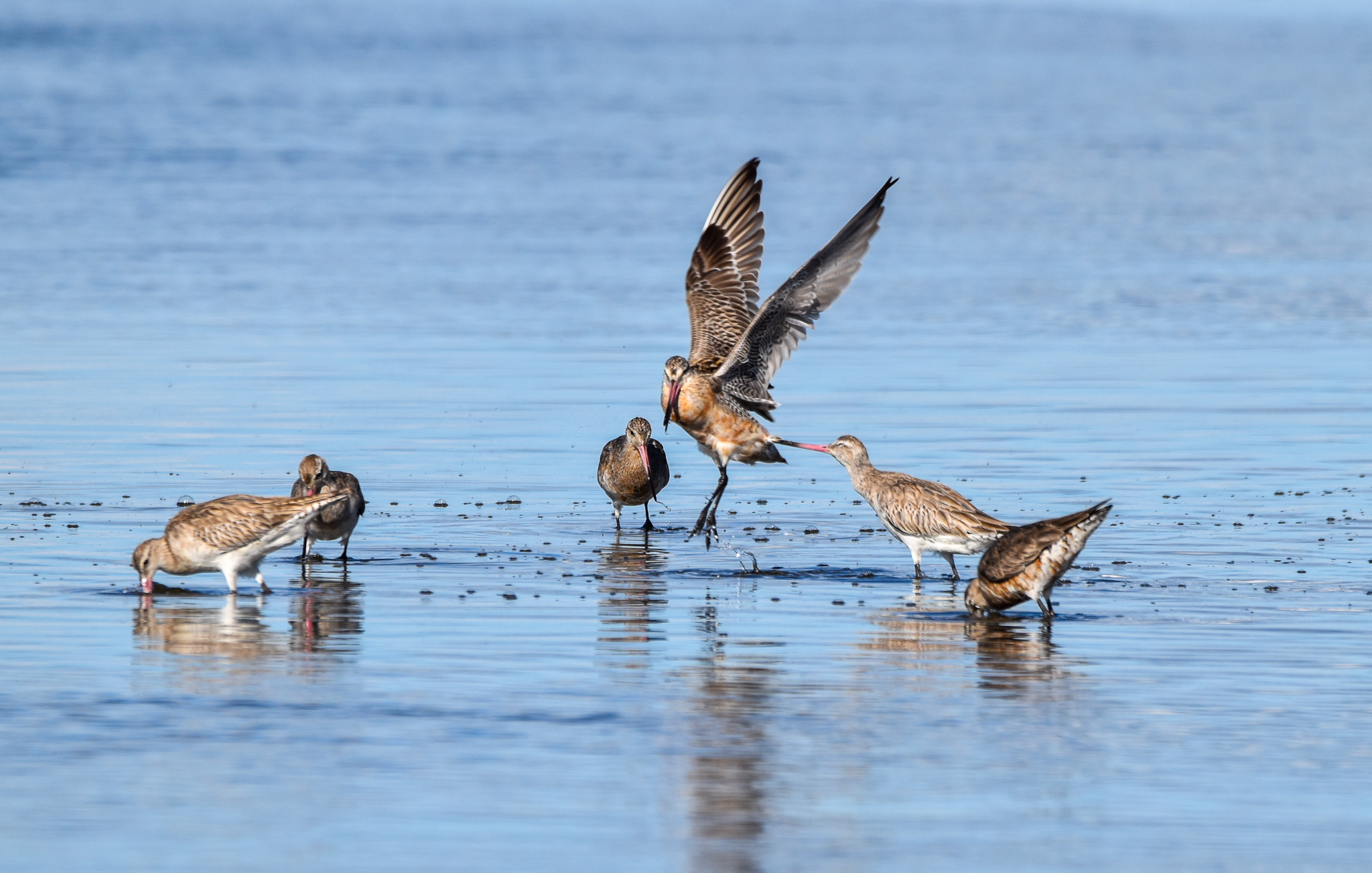 Bar-tailed Godwits