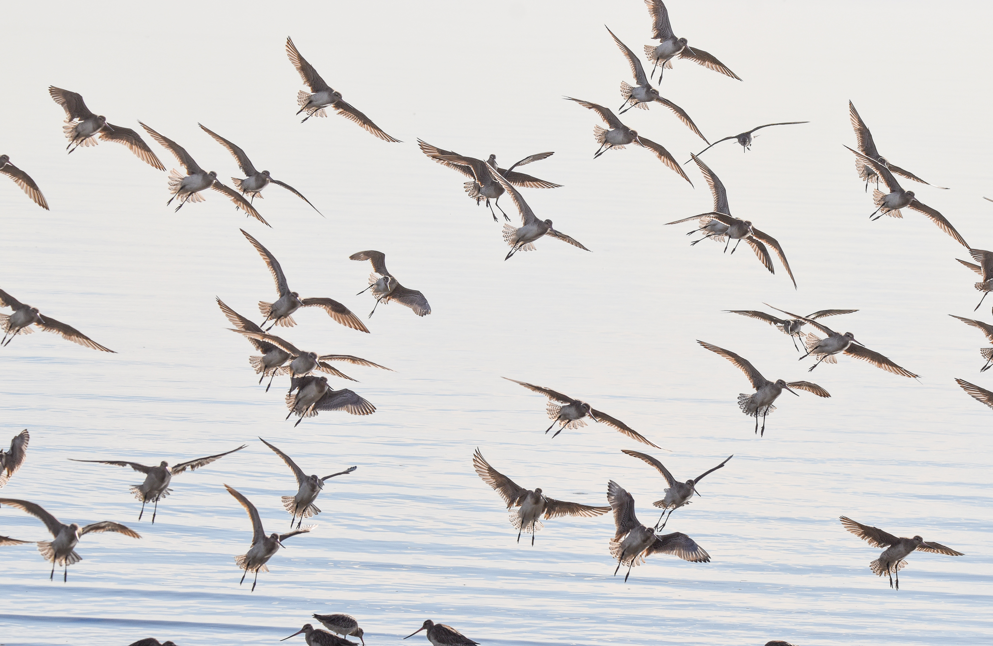 Bar-tailed Godwits