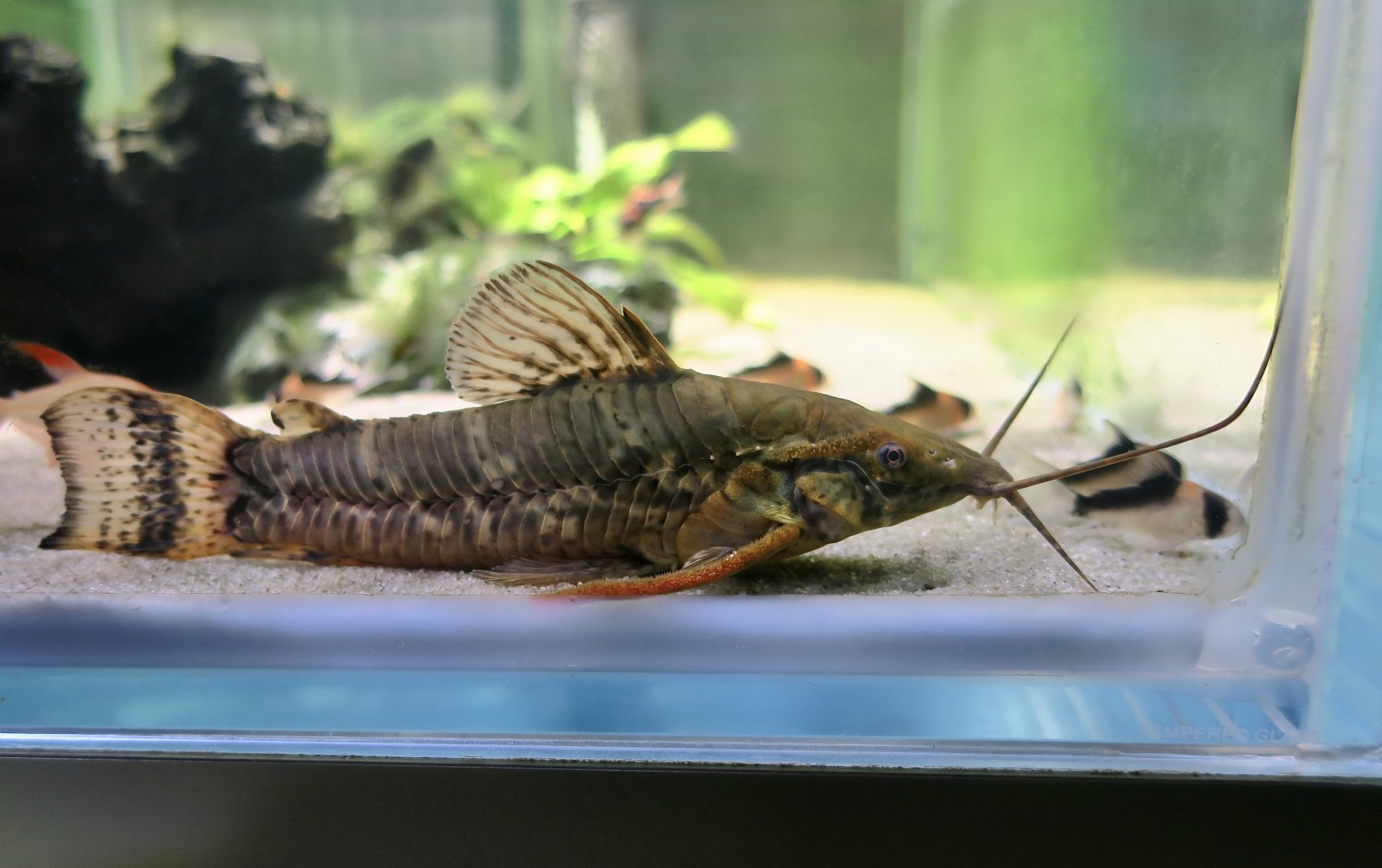 Bar-Tailed Hoplo Catfish (Megalechis picta) - Xpark