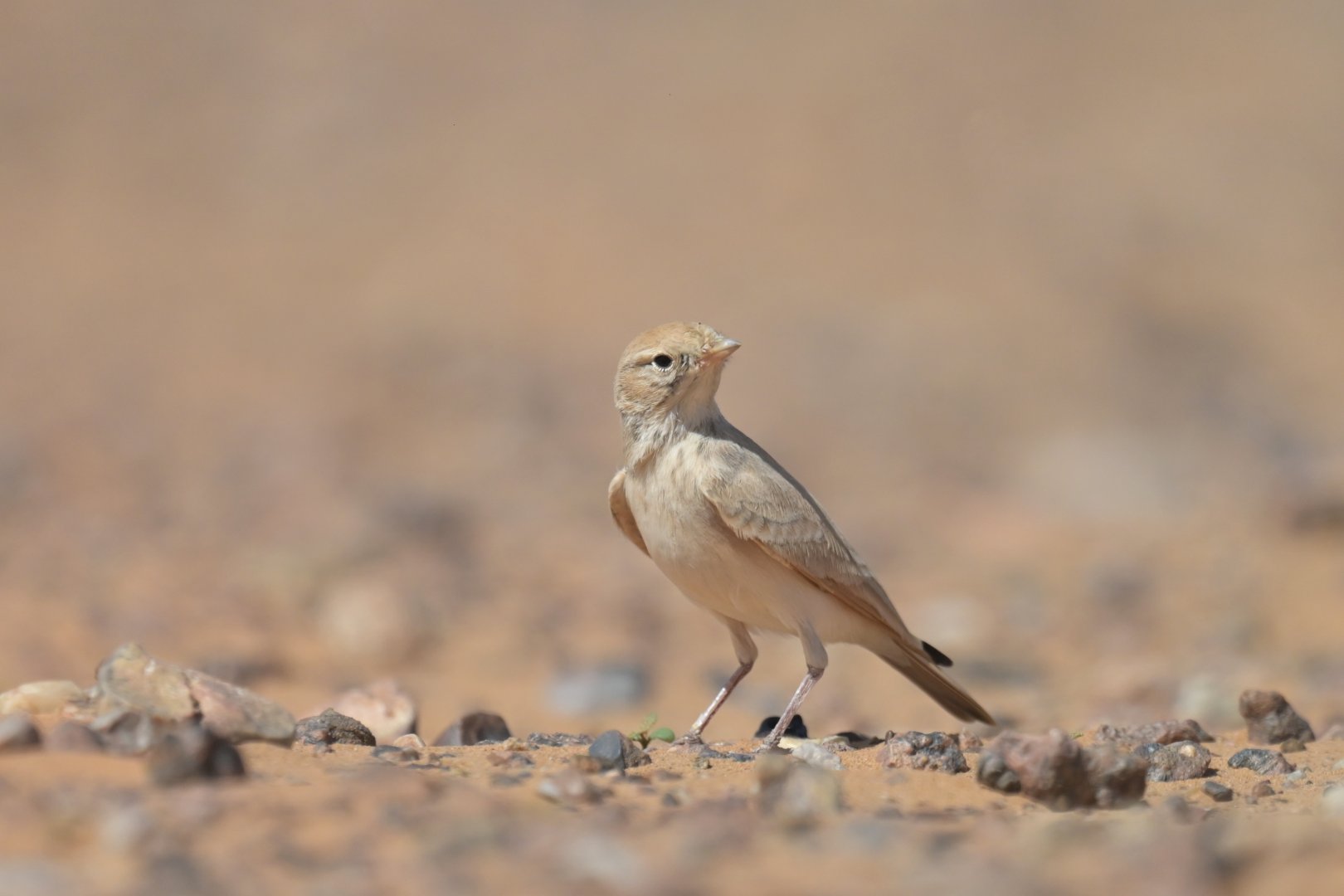 Bar-tailed Lark Ammomanes cinctura
