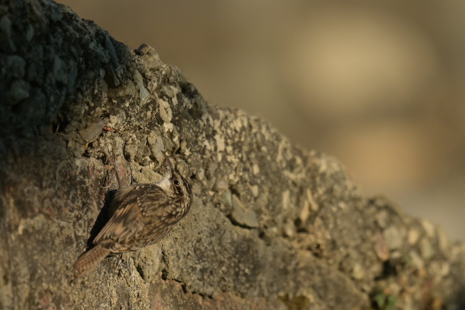 Bar-tailed Tree-Creeper Certhia himalayana