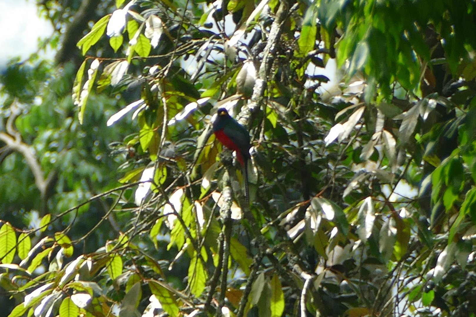 Bar-tailed Trogon