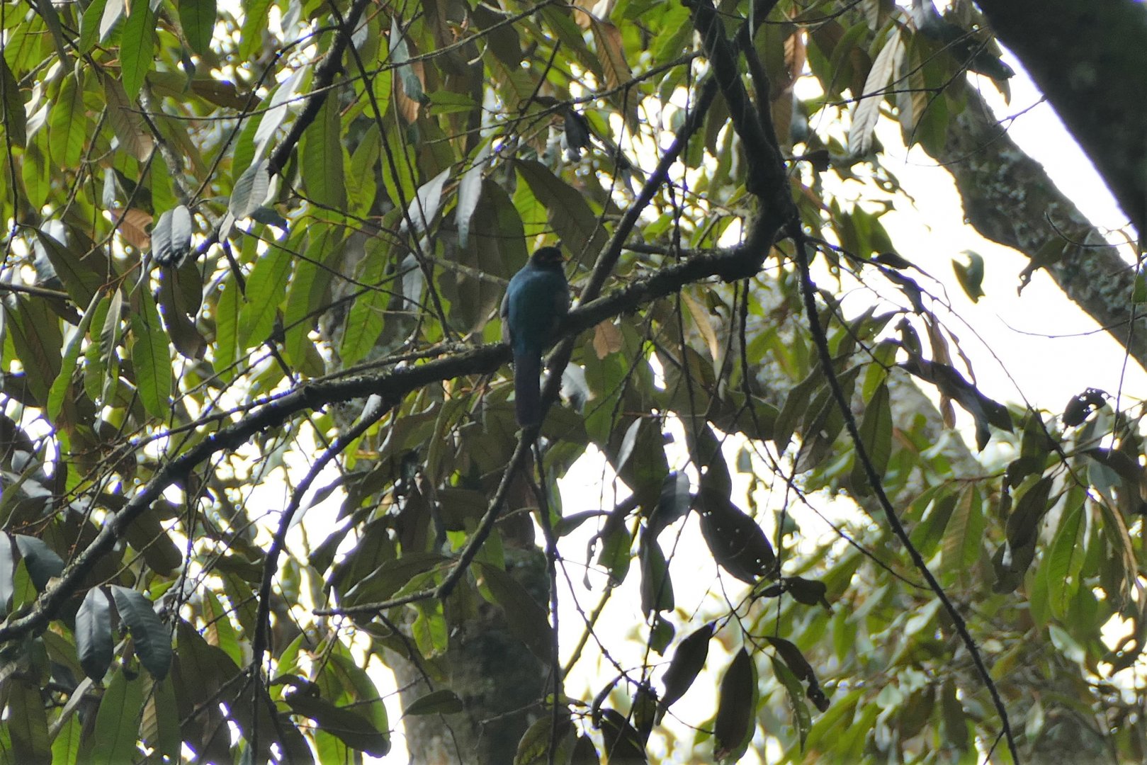 Bar-tailed Trogon